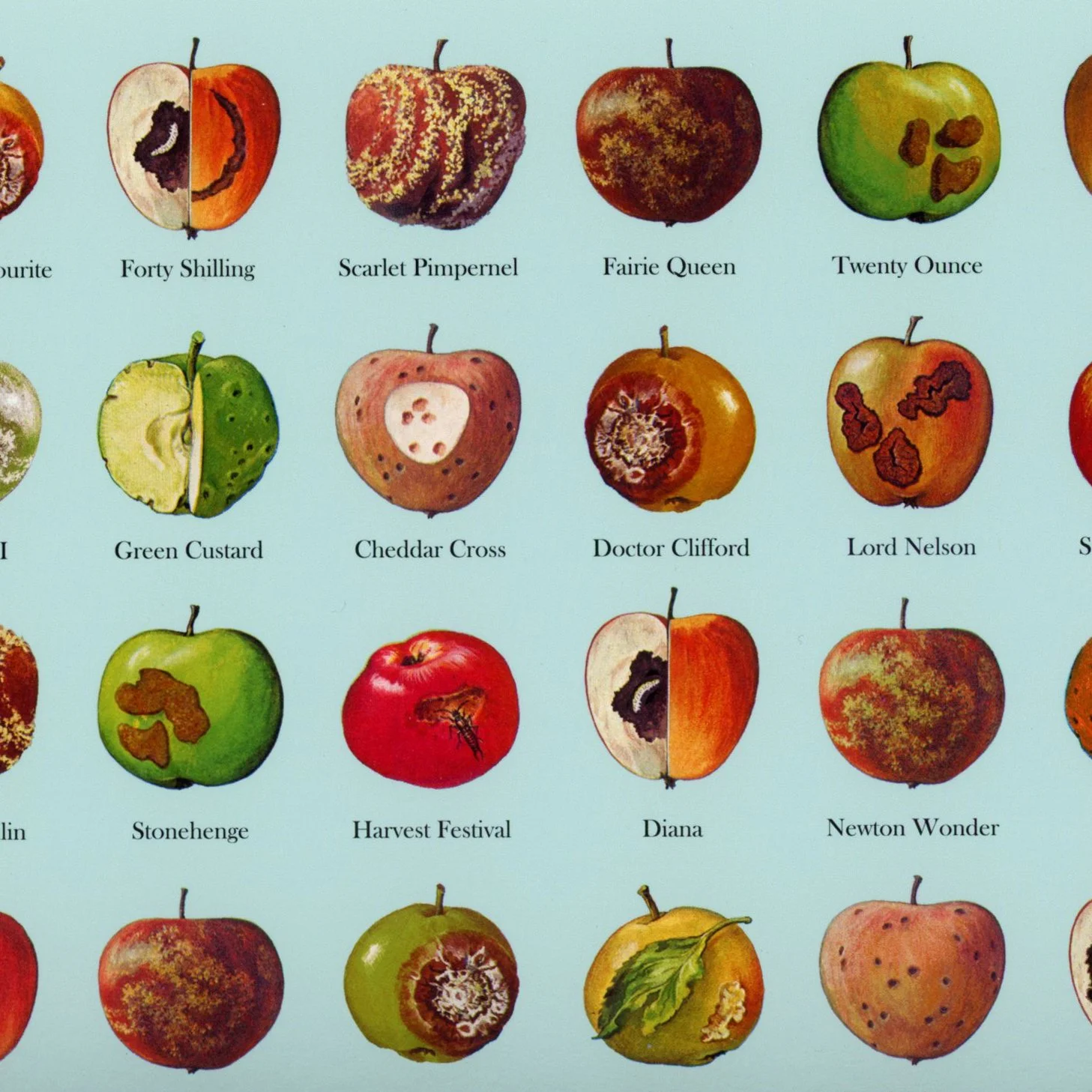 Bad Apples -print