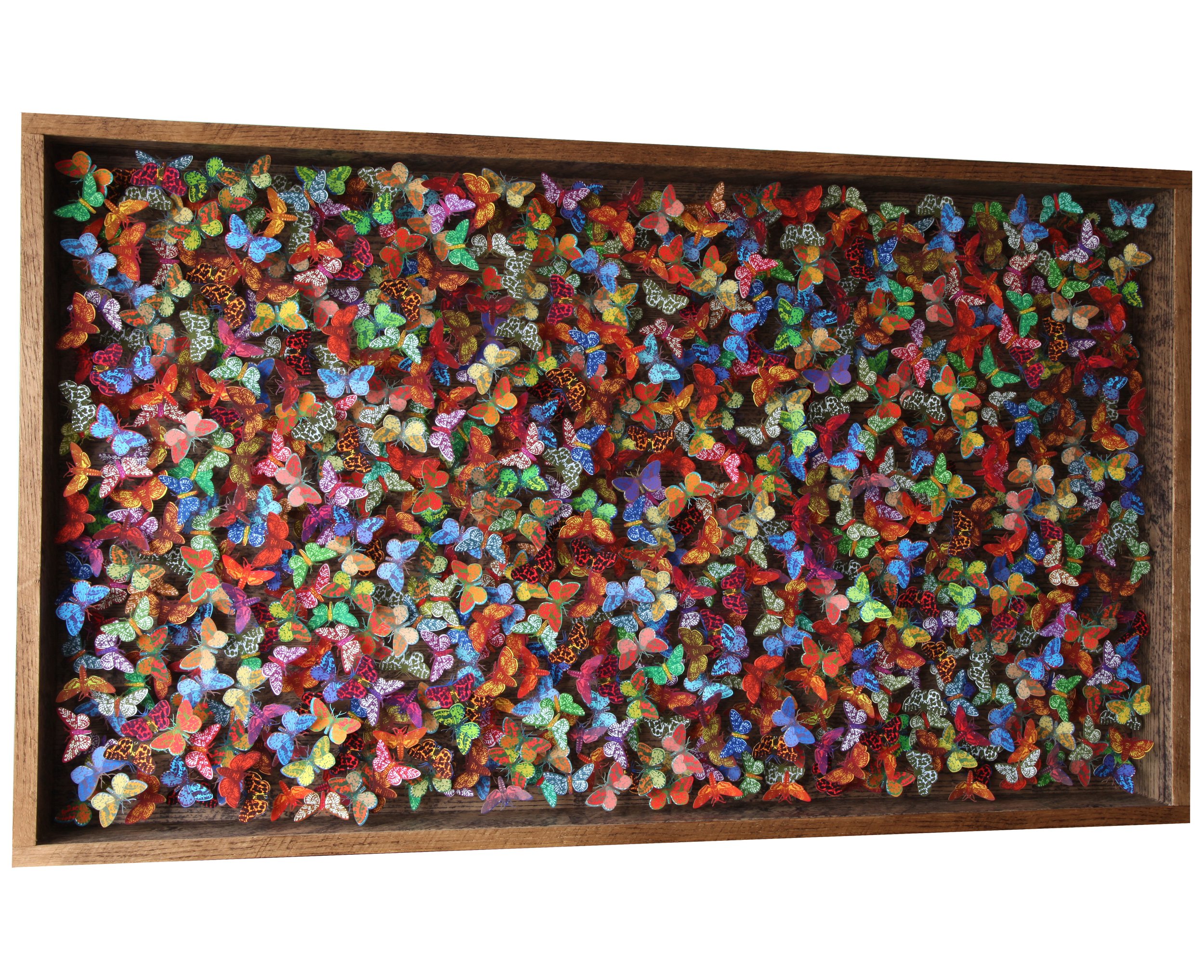 Moth Collection 110 x 80 cm.