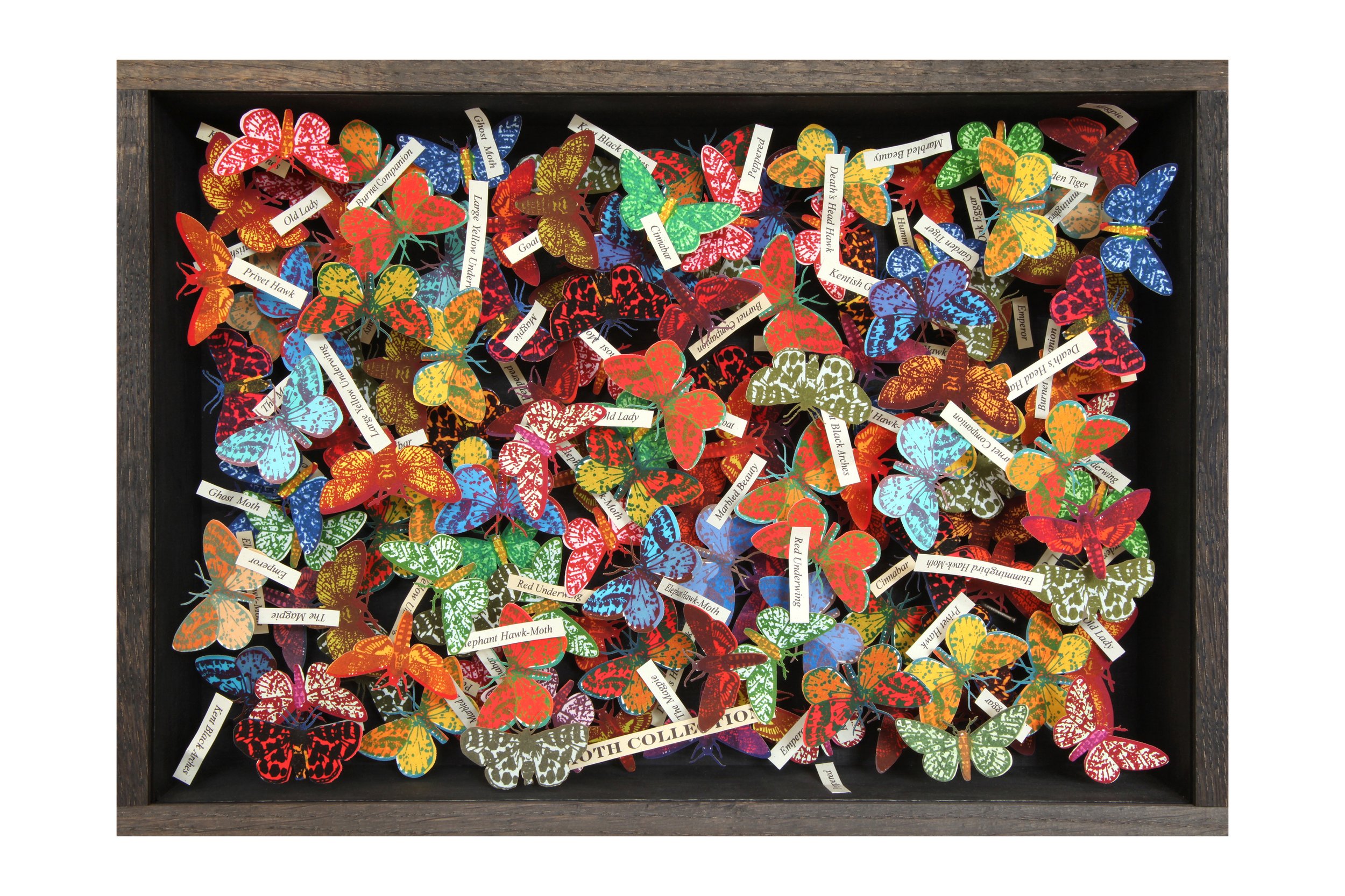 Moth Collection