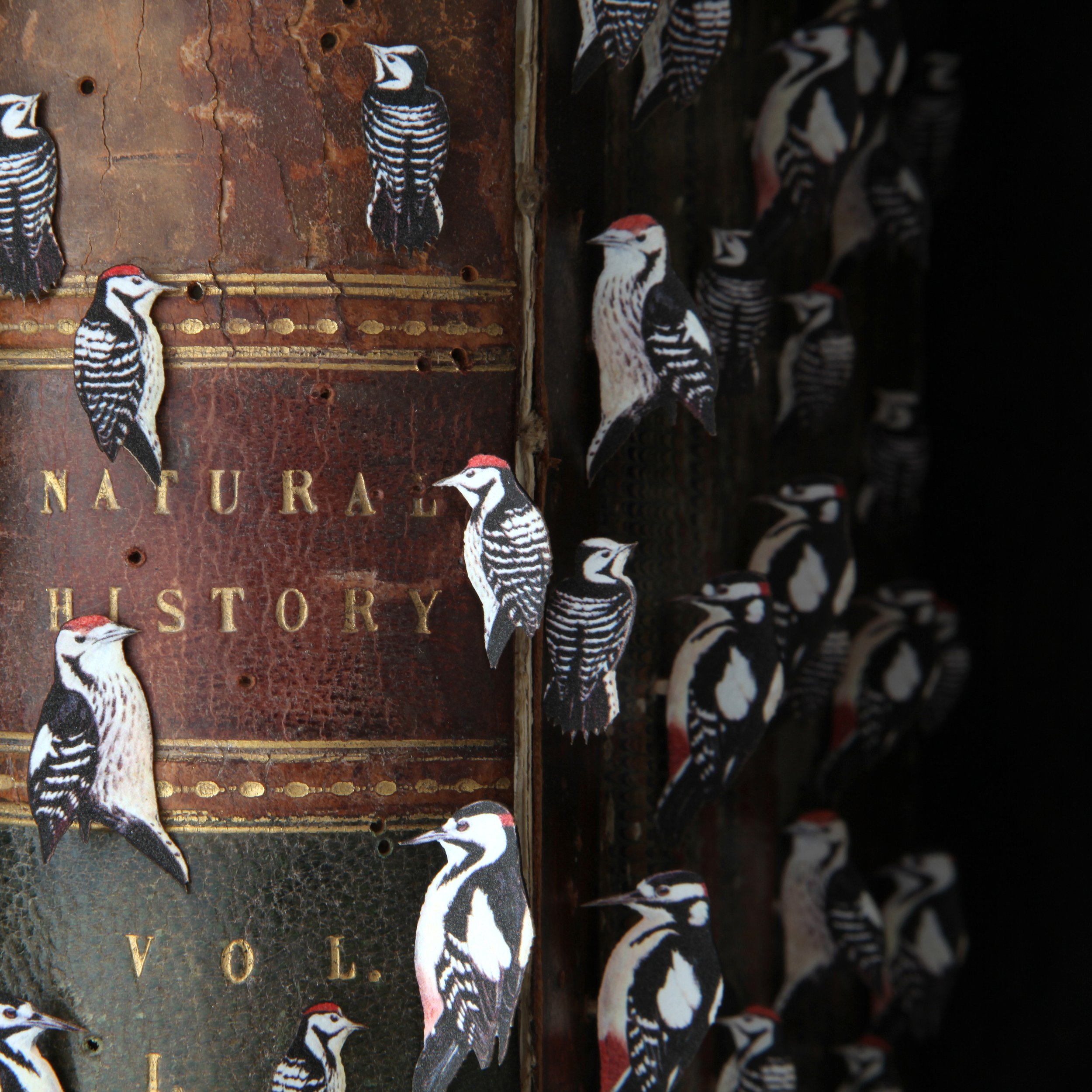 Natural History 2010 - detail