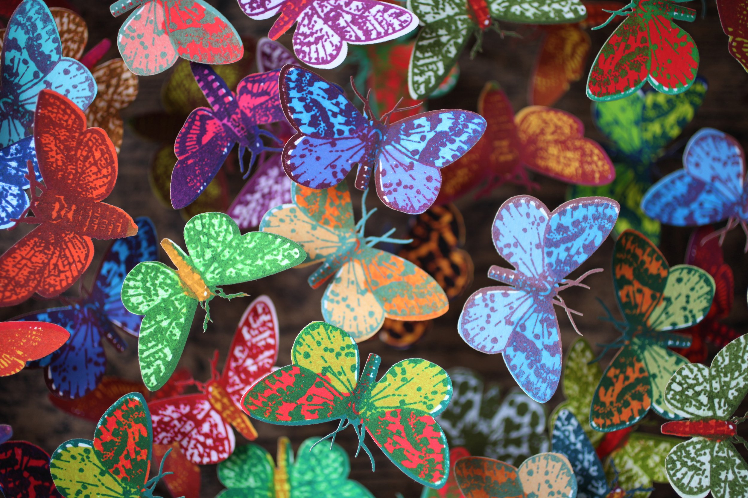 Moth Collection - detail