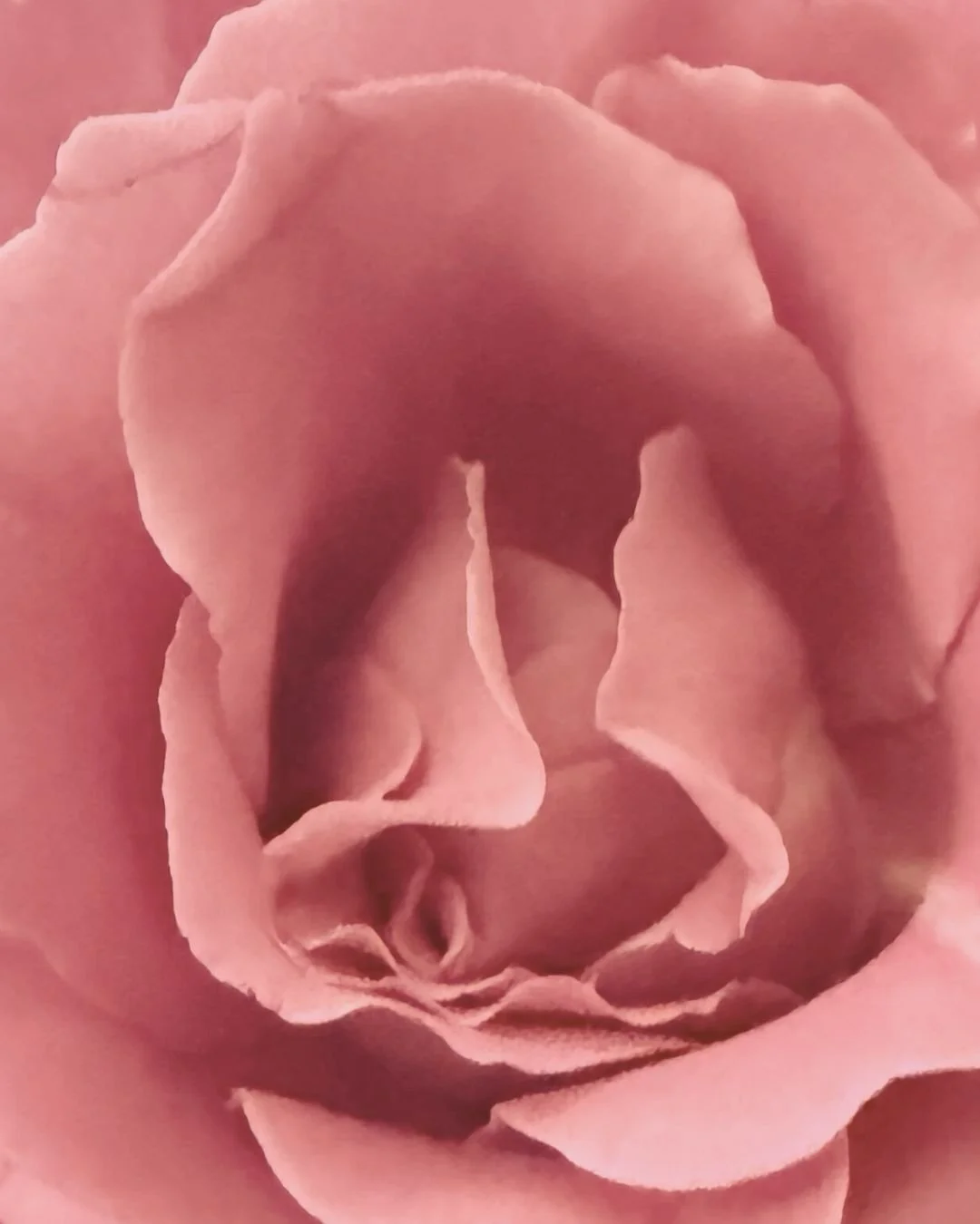 February Rose Rituals 🌹 A limited seasonal offering pairing Abhyanga and Sculptural Face Lifting, infused with the high-vibrational essence of rose.
Created to nourish the body, soften the nervous system, and gently support the transition toward spr