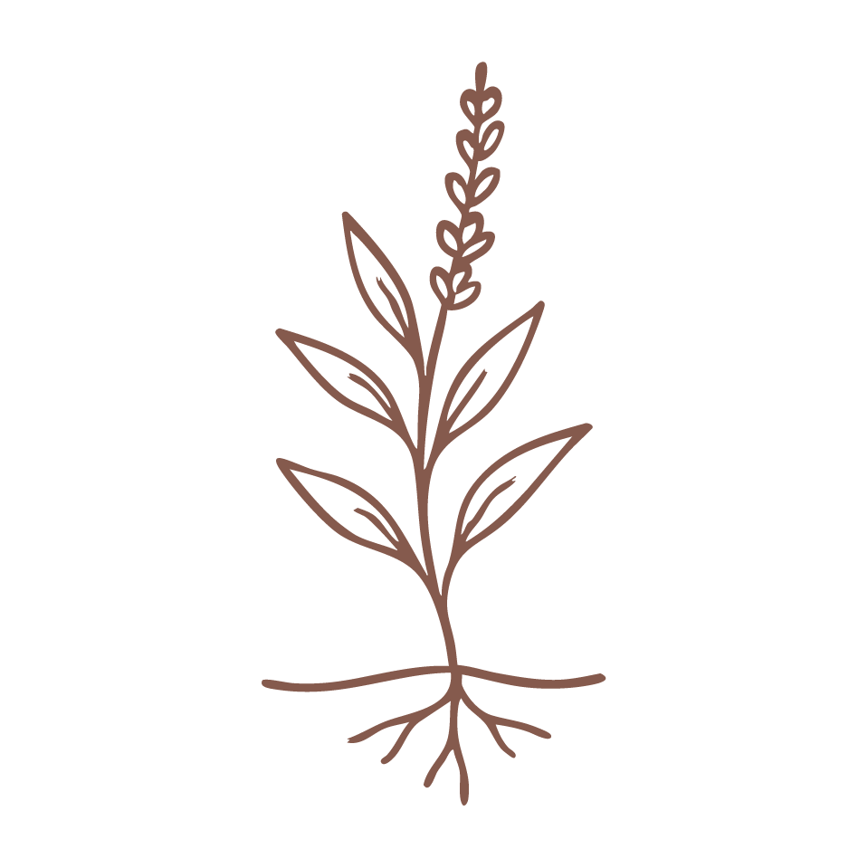 Healing Well Ayurveda herb illustration