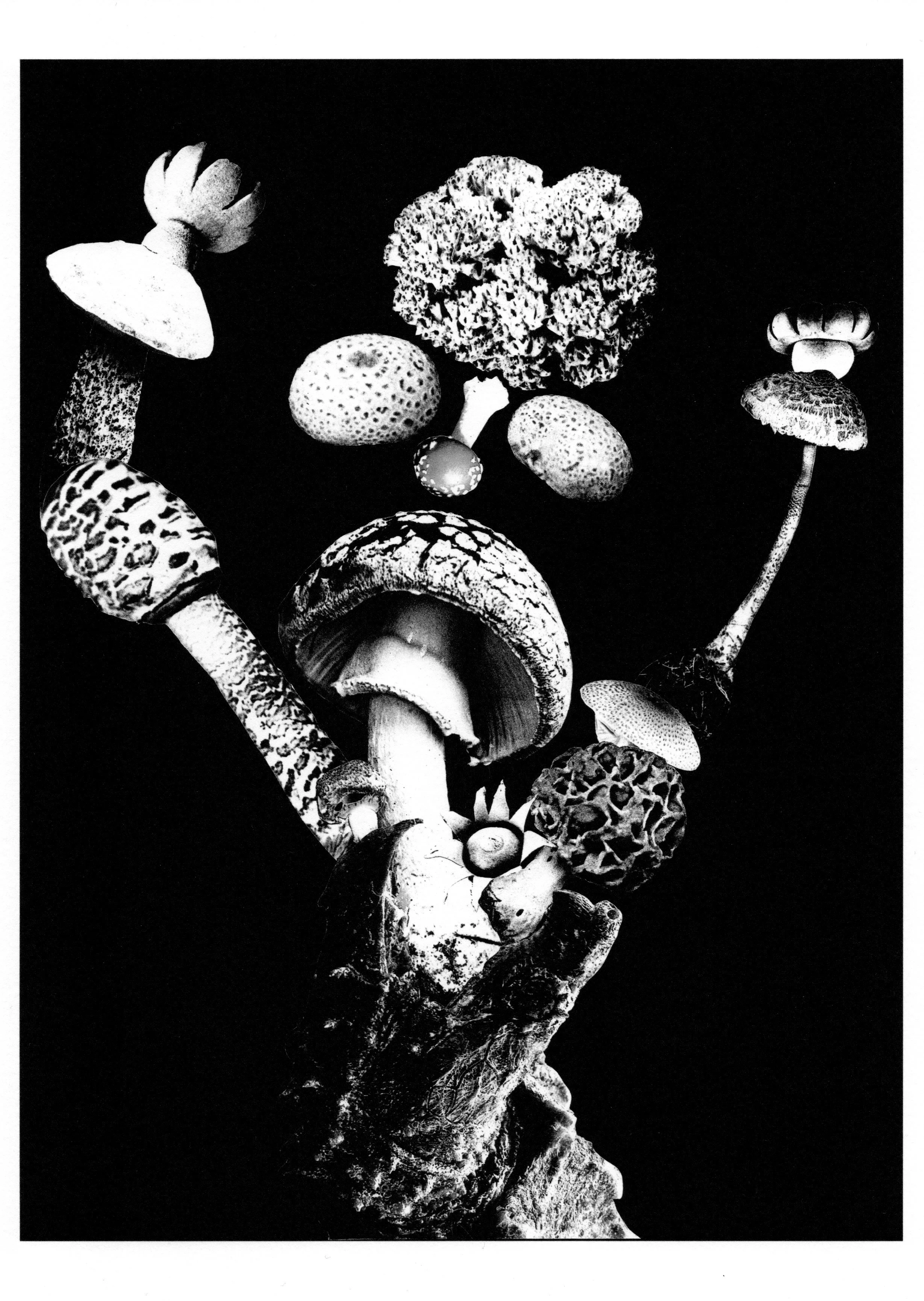 MUSHROOM MAN DEVOURED