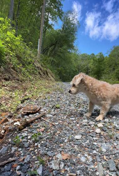A small white dog with curly fur, standing on gravel road looking at a turtle with blue skies and lush forest background