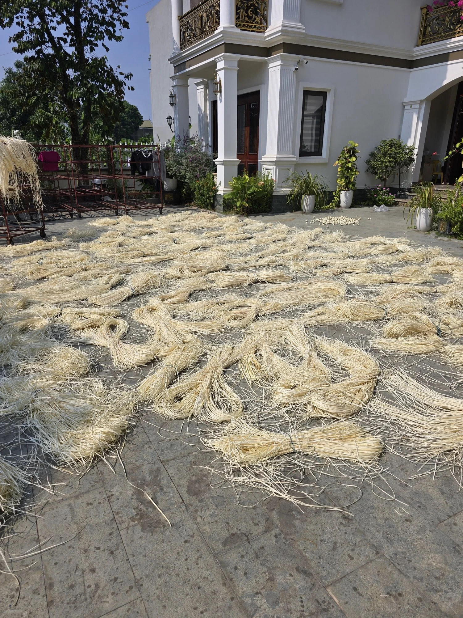 Bundles of dried straw or plant material arranged on the ground outside a white house with potted plants and a balcony.