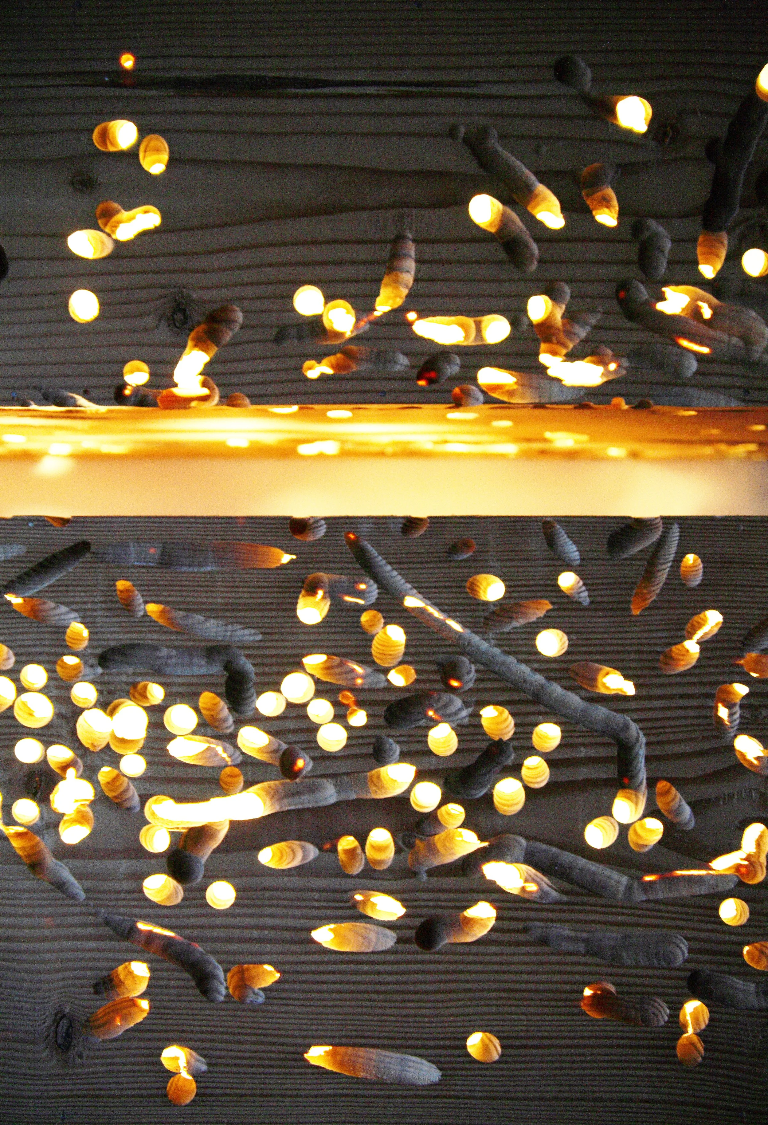 wormwood_light3.jpg