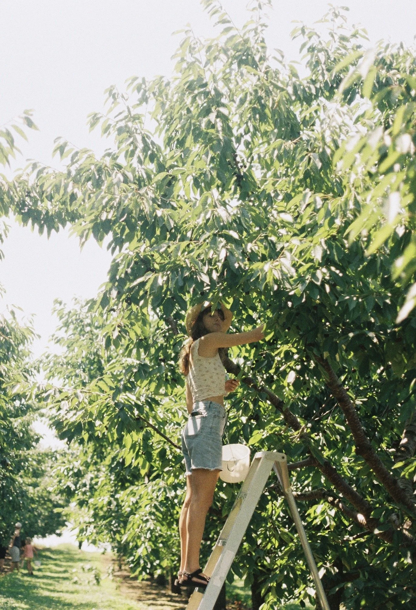 Sam Cuneo, Denver doula, picking cherries at an orchard.