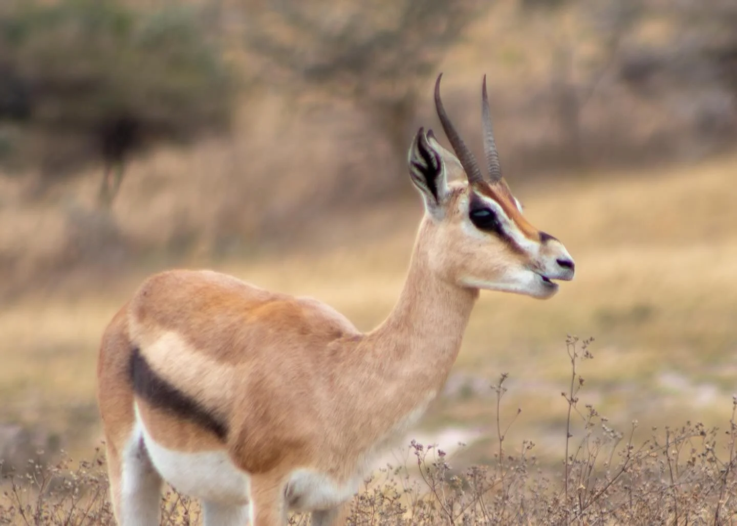 Wildlife at the world&rsquo;s largest caldera, Ngorongoro Crater, Tanzania