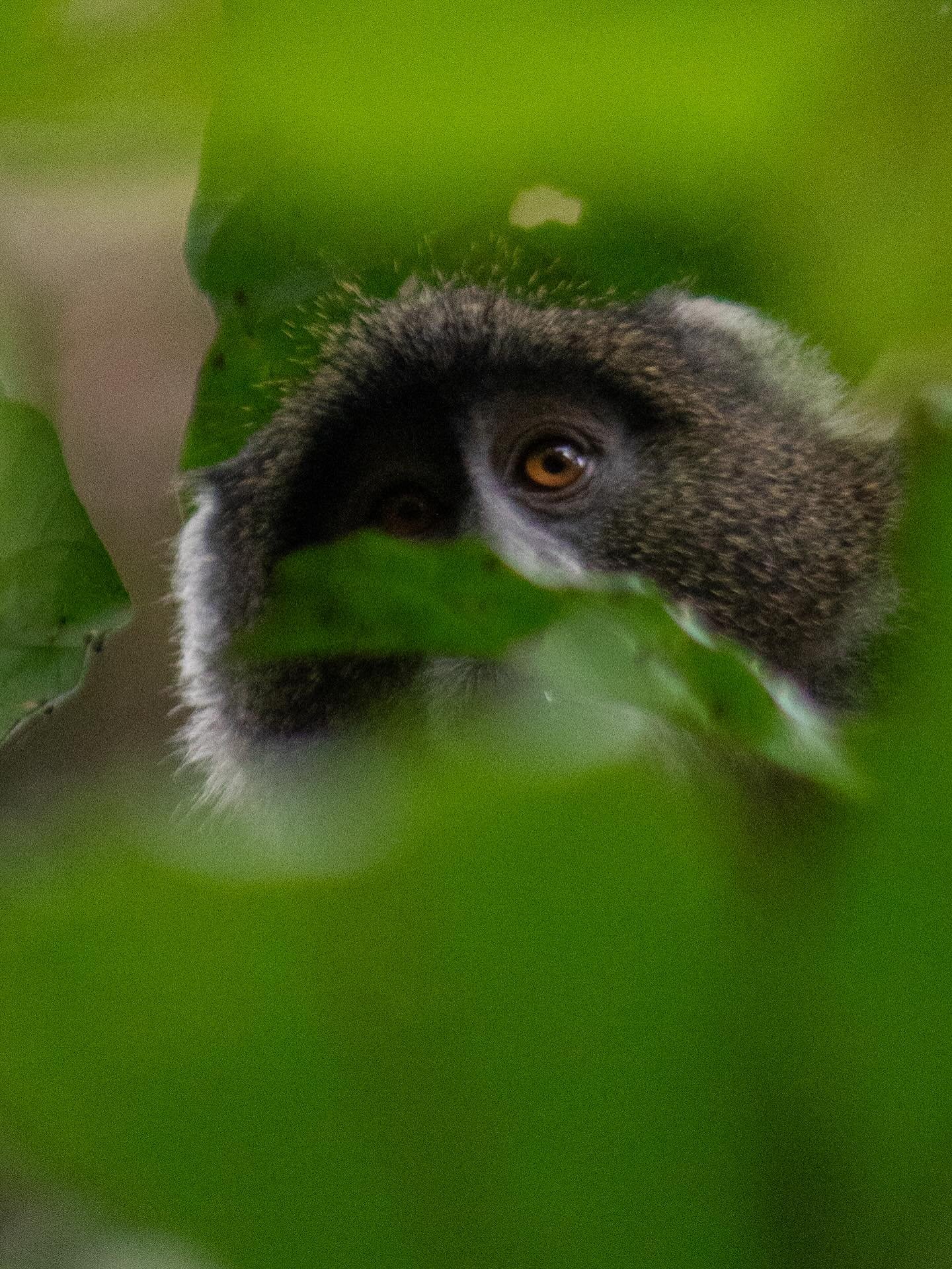 Wildlife around Lake Duluti, Arusha, Tanzania