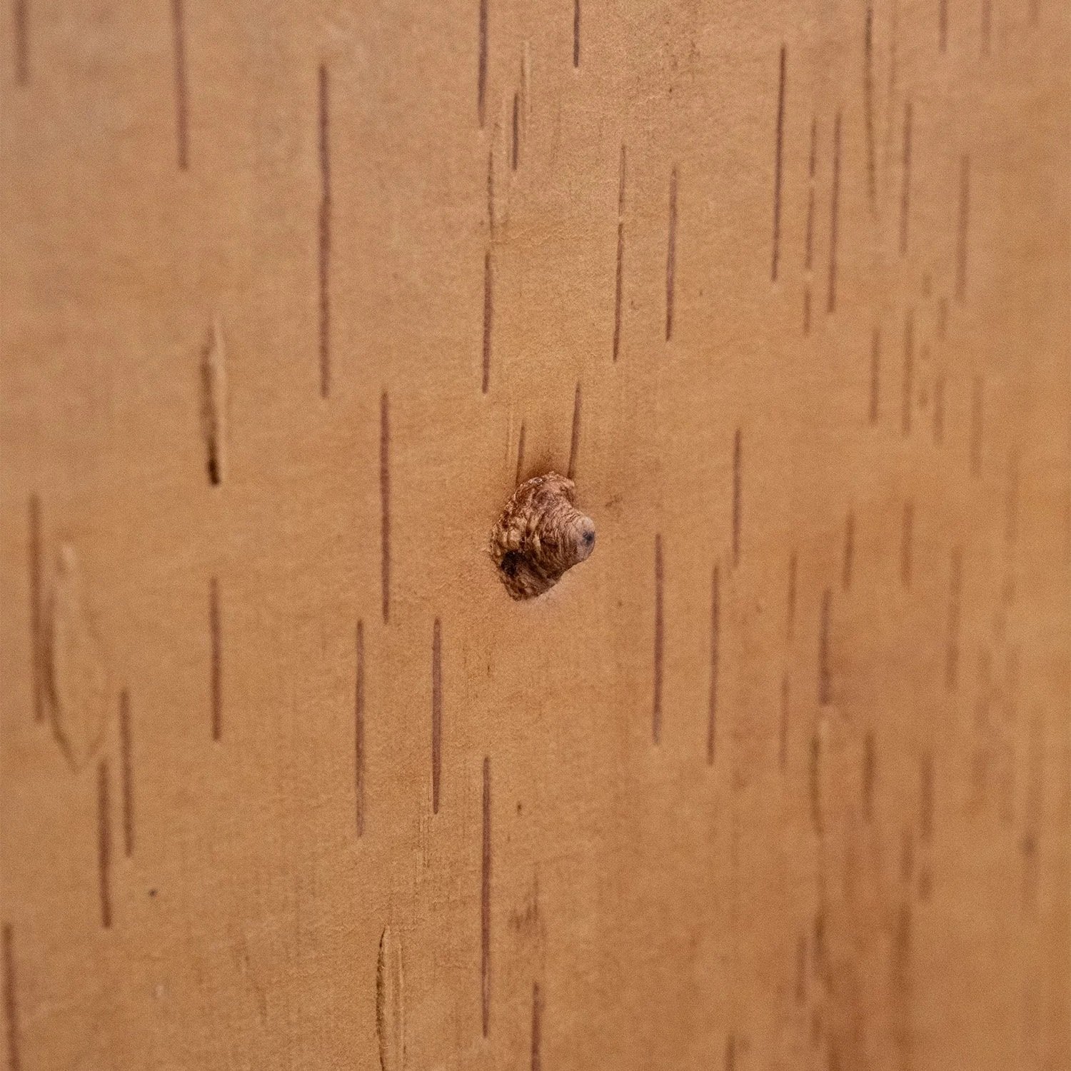Close-up of a small natural knot and fine vertical markings in the birch bark surface