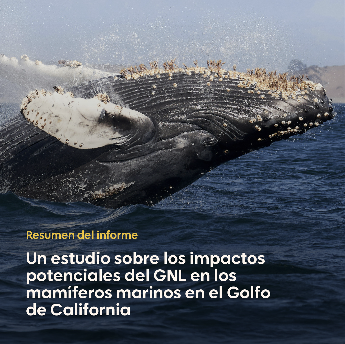 Un estudio sobre los impactos potenciales del GNL en los mamíferos marinos en el Golfo de California