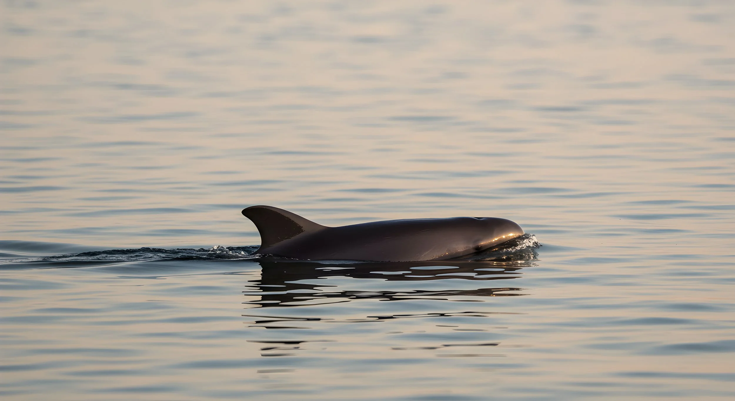 Un estudio sobre los impactos potenciales del GNL en los mamíferos marinos en el Golfo de California