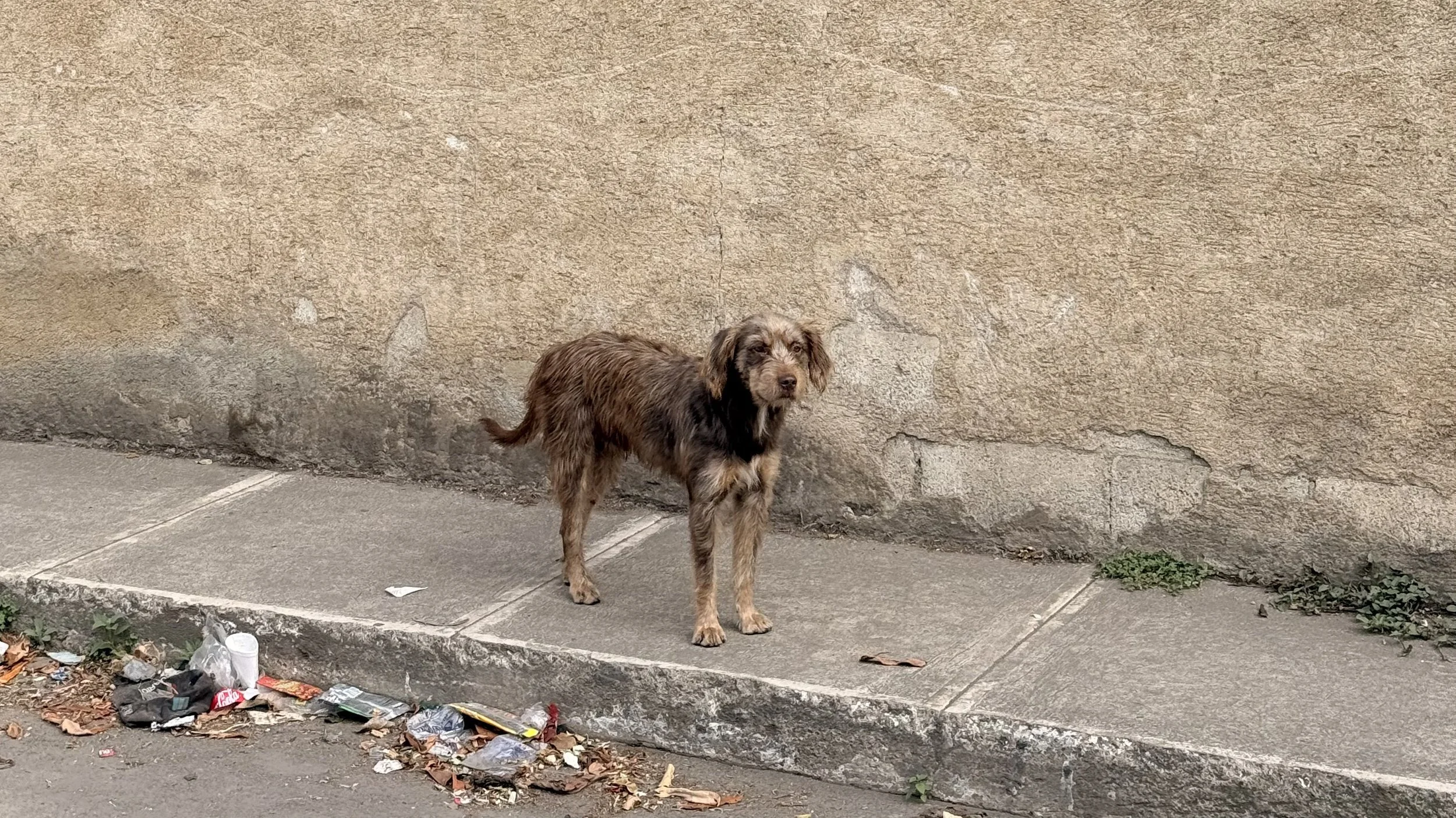 Friendly street dog on a sidewalk in Antigua, Guatemala