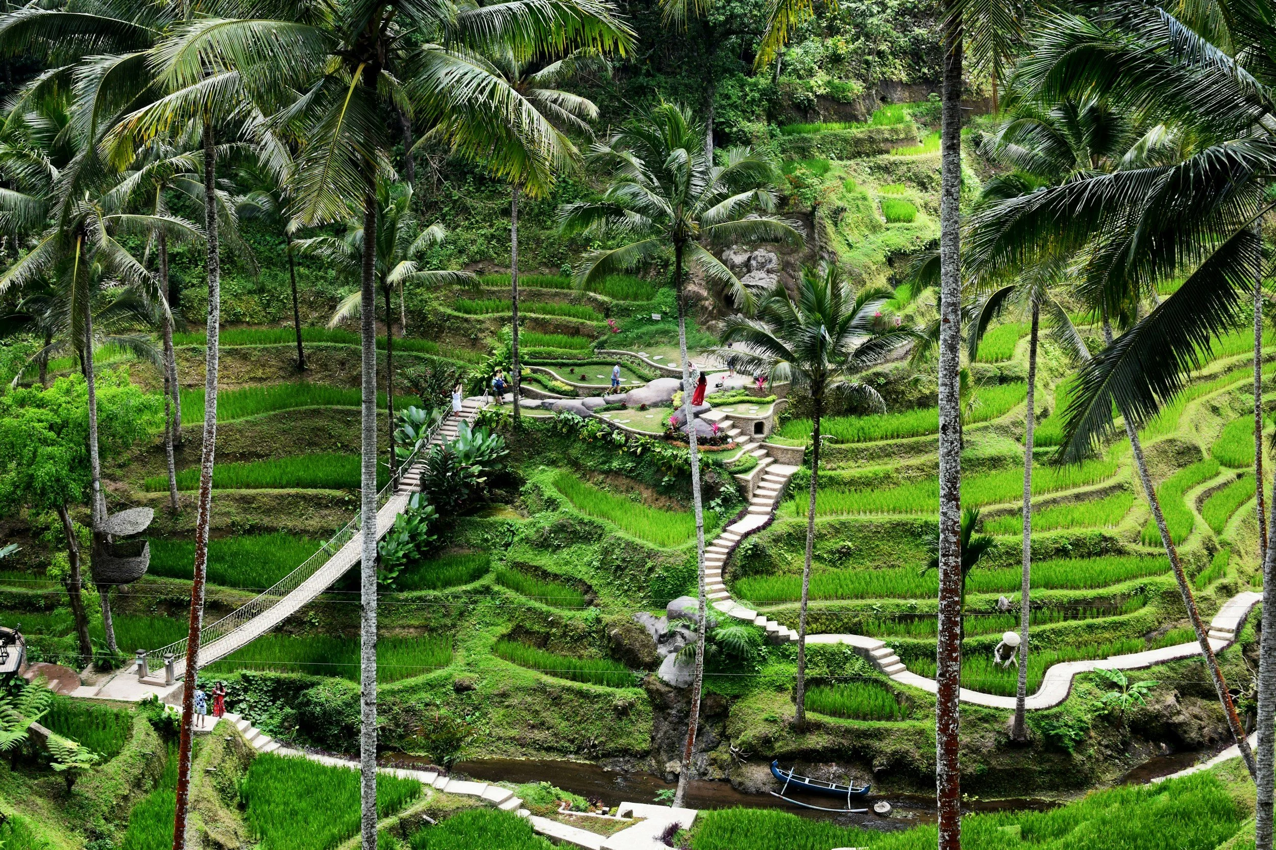 Lush green terraced rice fields with tall palm trees and a few visitorsWalking along a curved pathway.