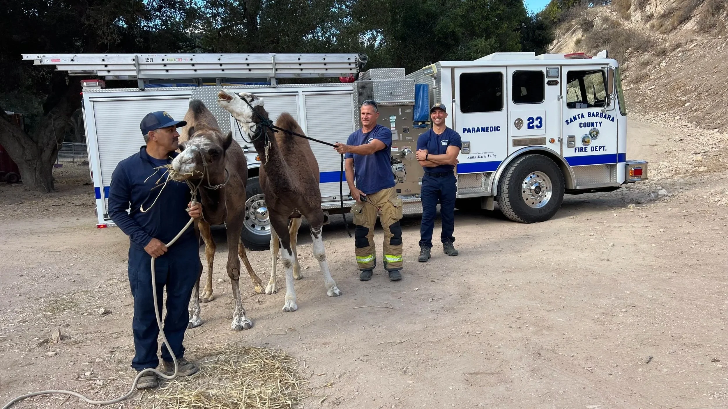 Santa Barbara County firefighters standing with two camels beside a fire truck on a dirt road in a rural canyon landscape in California.