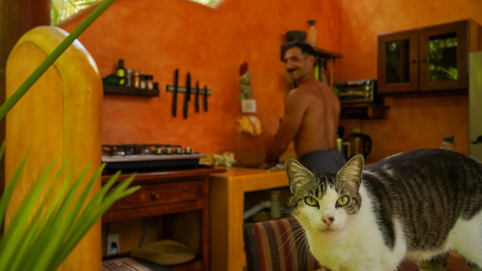 seekmas in mexico filming hotel with cat in the kitchen