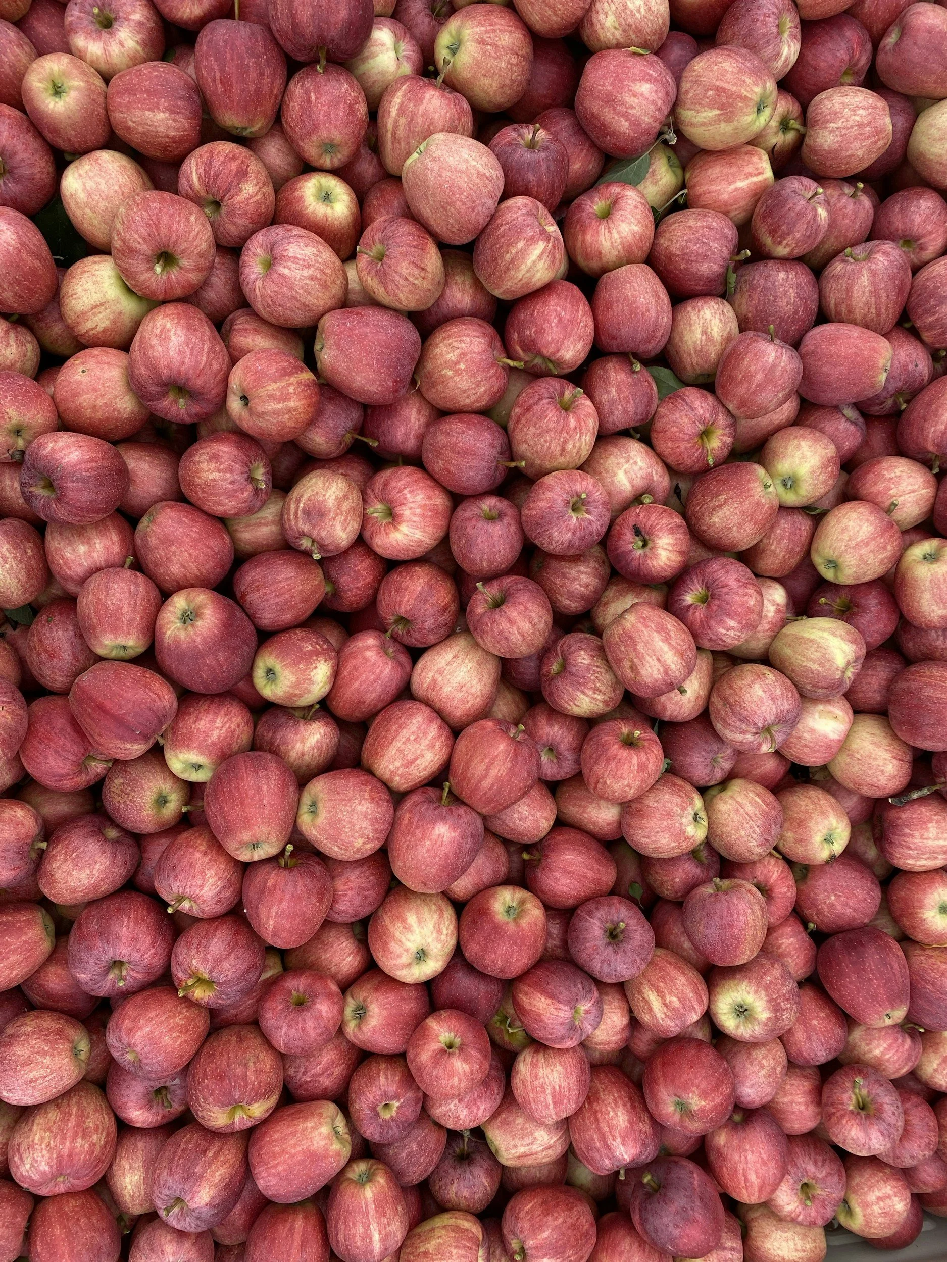 Accurate harvest planning with per tree, row and block estimates