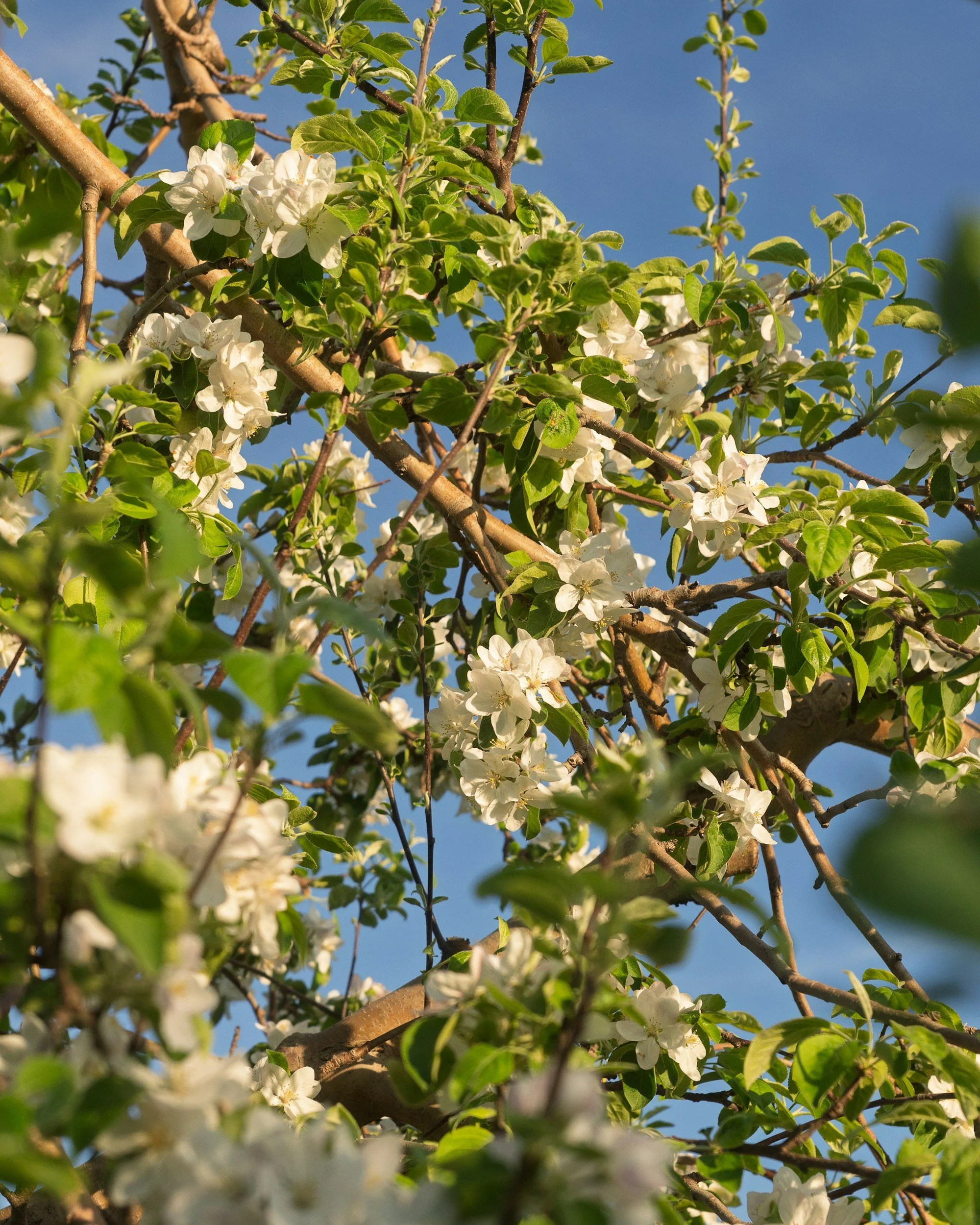 Crop load management in apple orchards from early season