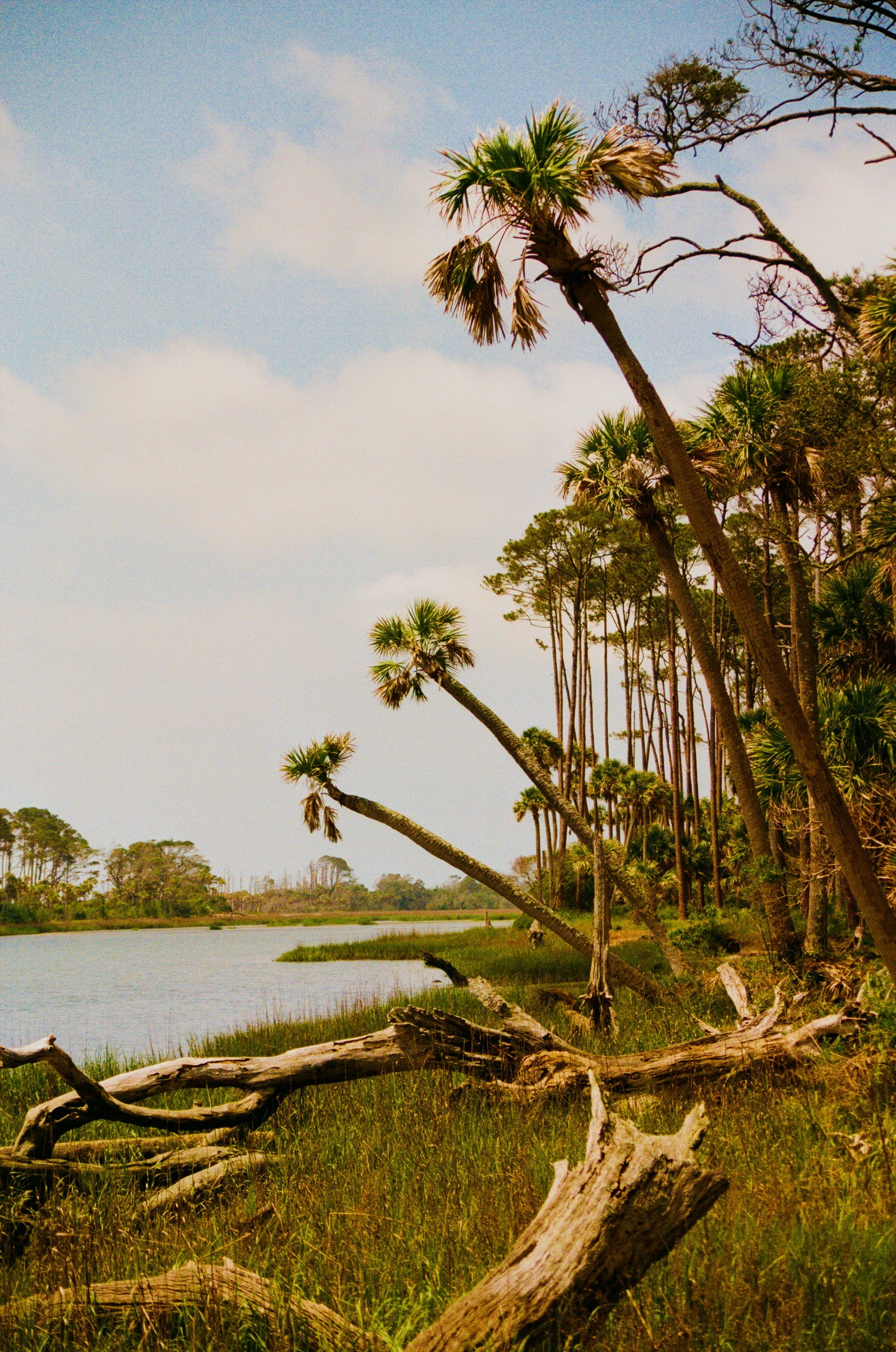 Leaning_Palms.jpg