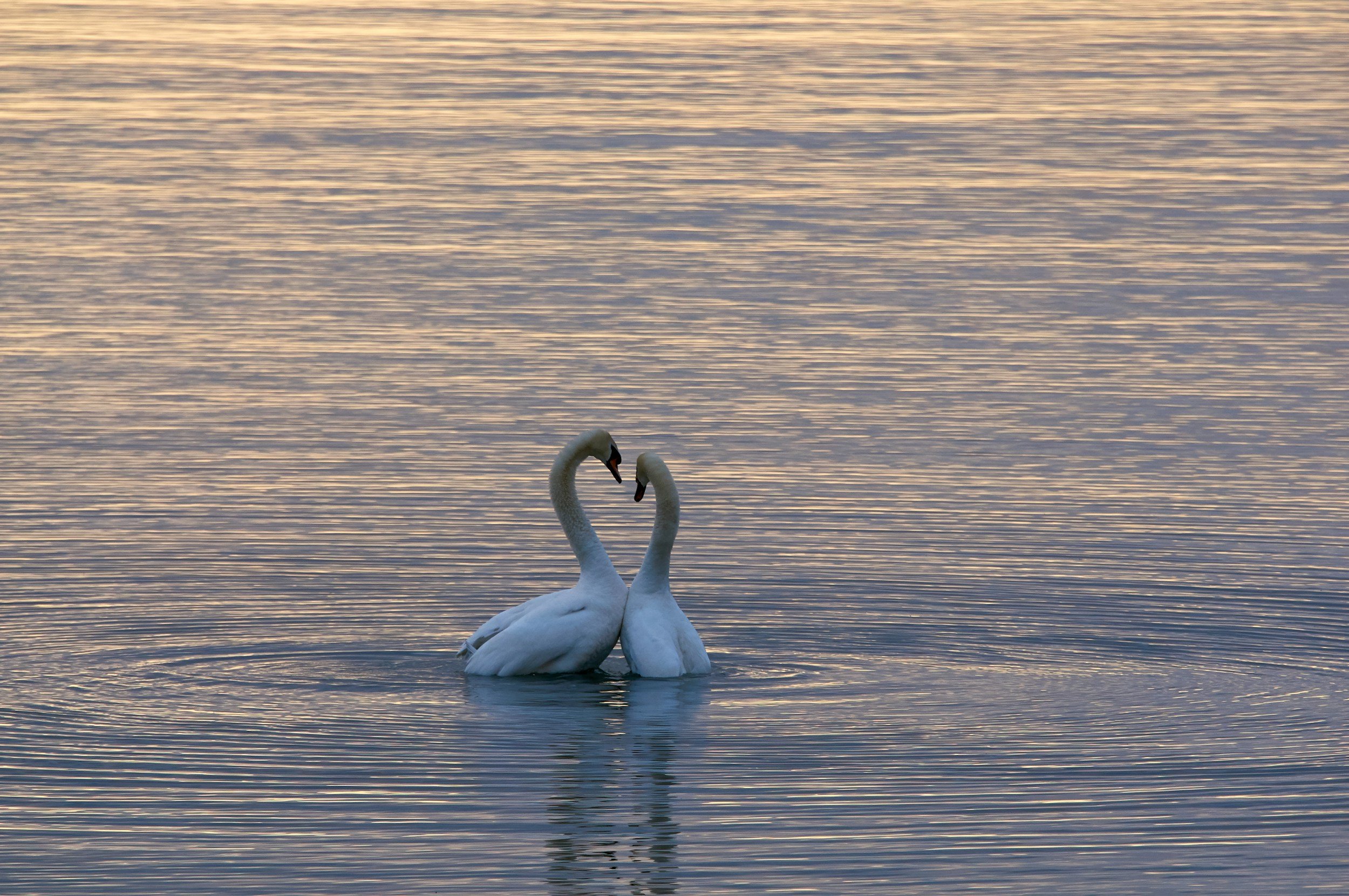 Two swans on a calm body of water at sunset, facing each other with their necks forming a heart shape.