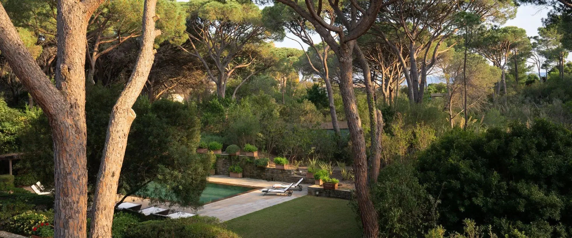 A backyard garden with tall pine trees, a small pool with lounge chairs, and lush green bushes and potted plants, bathed in warm sunlight.