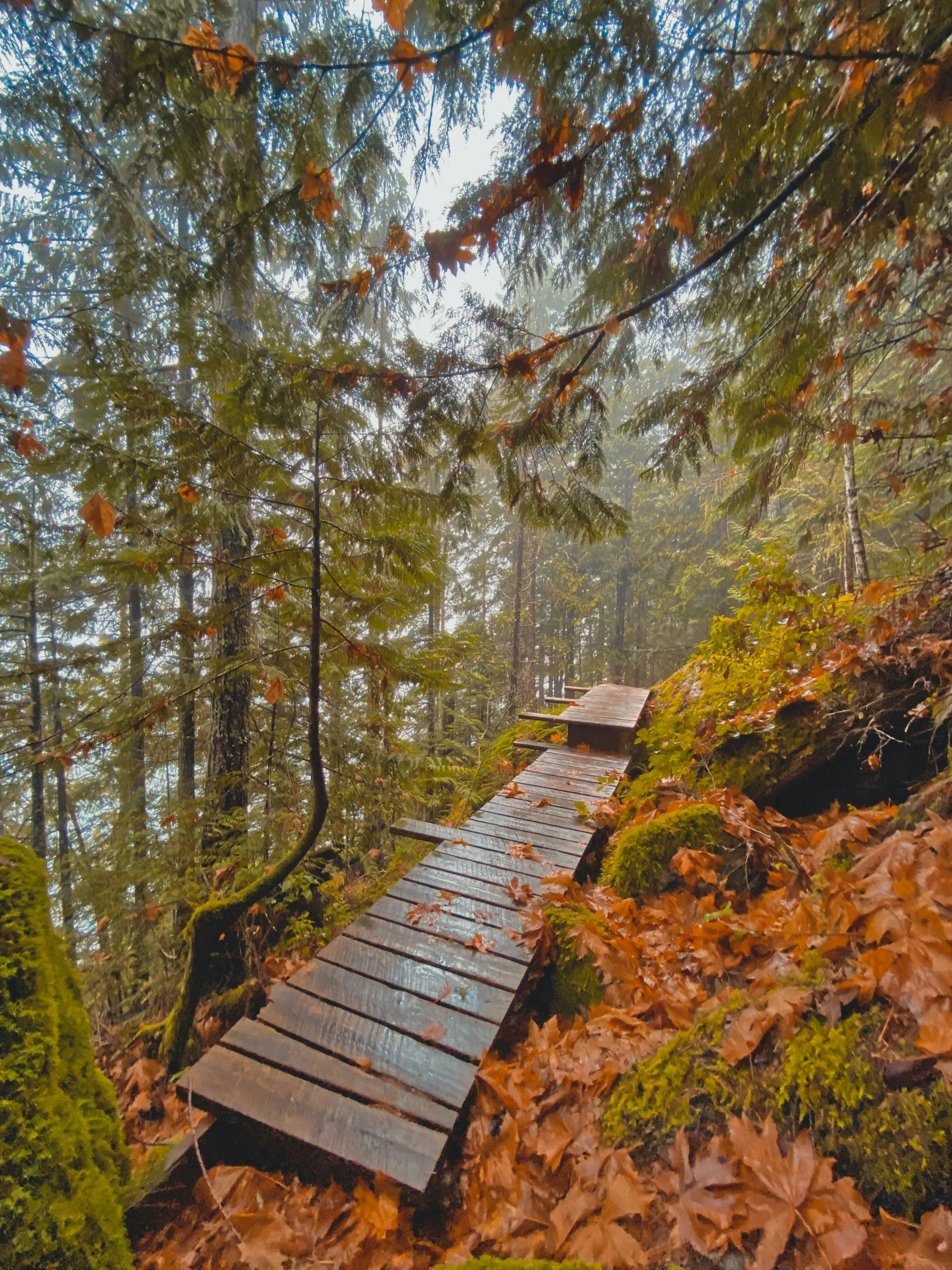 Wooden trail on a forest floor covered with leaves, surrounded by moss and trees, with fog in the background.