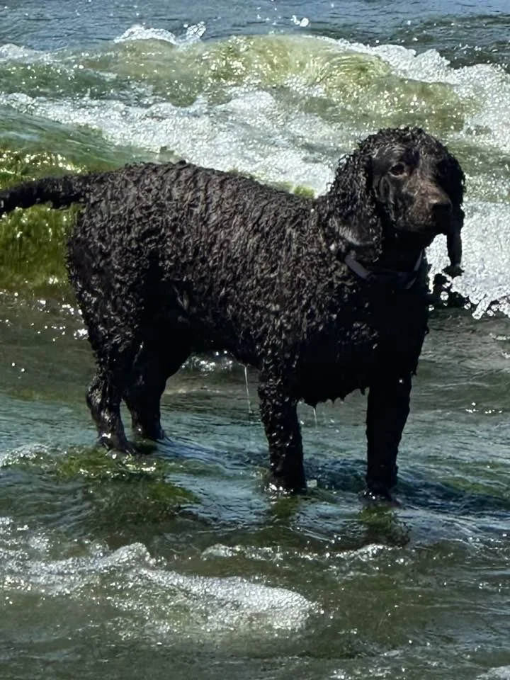 Baywatch doggo 