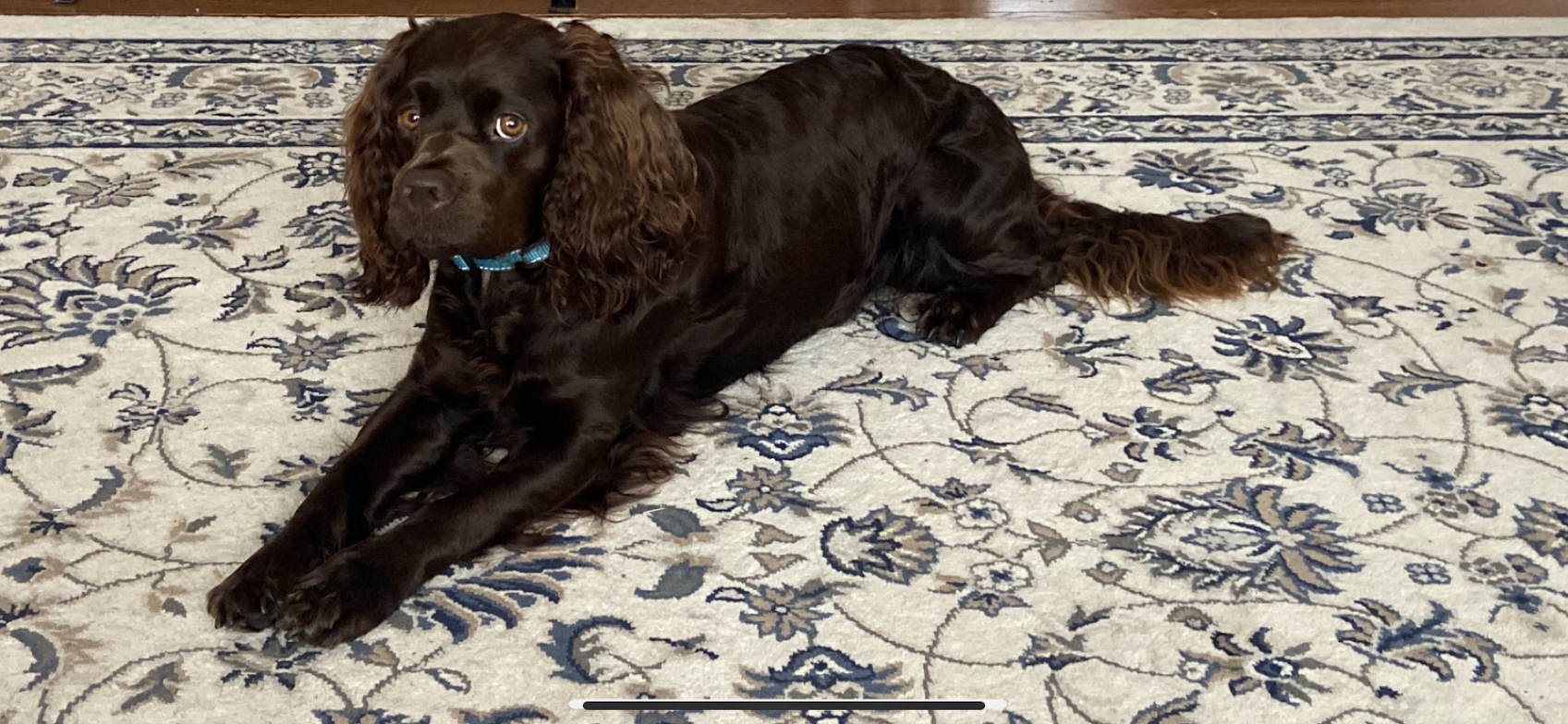 If I"m a lady - will I get a treat? 