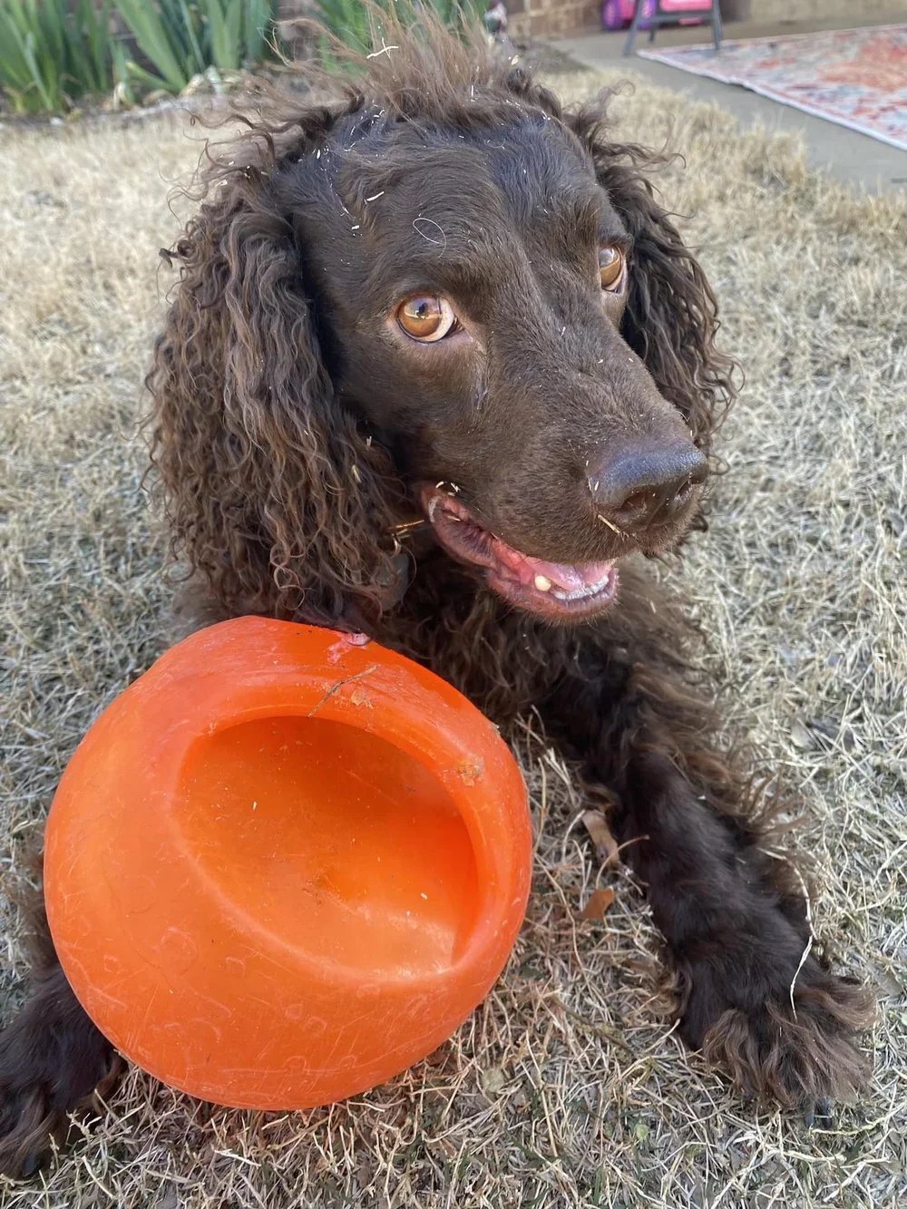 Snatching THIS ball?  Il l'd like to see you try! 