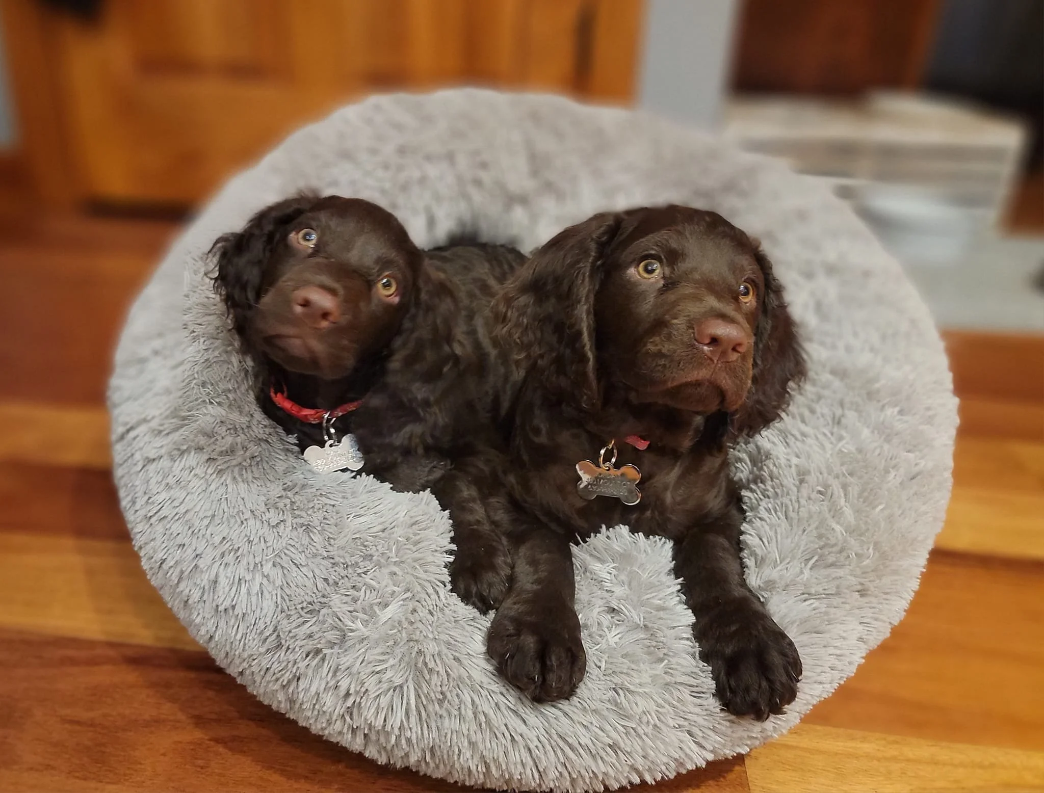 Two peas in a pillow 