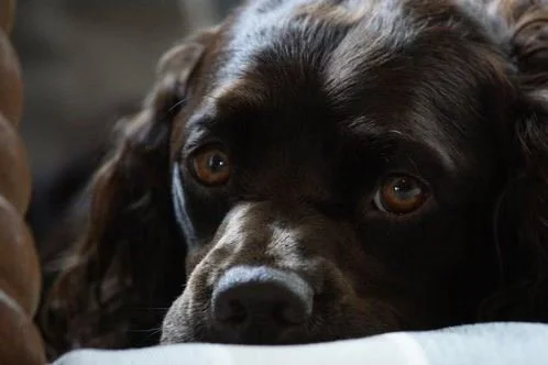 You my  - Brown Eyed Girl!