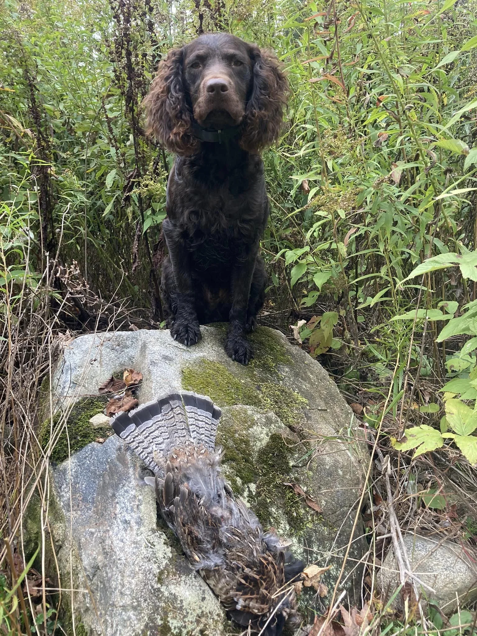 A dog and his bird