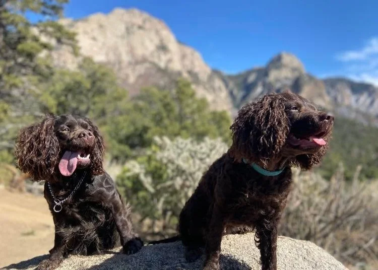 Mountain High