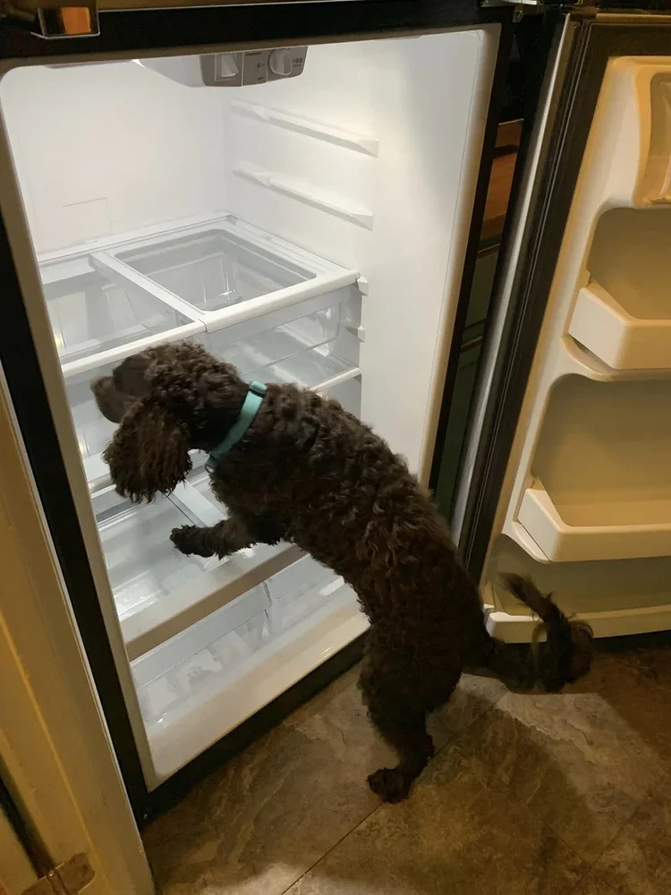 Ummm - isn't there supposed to be food in here? 