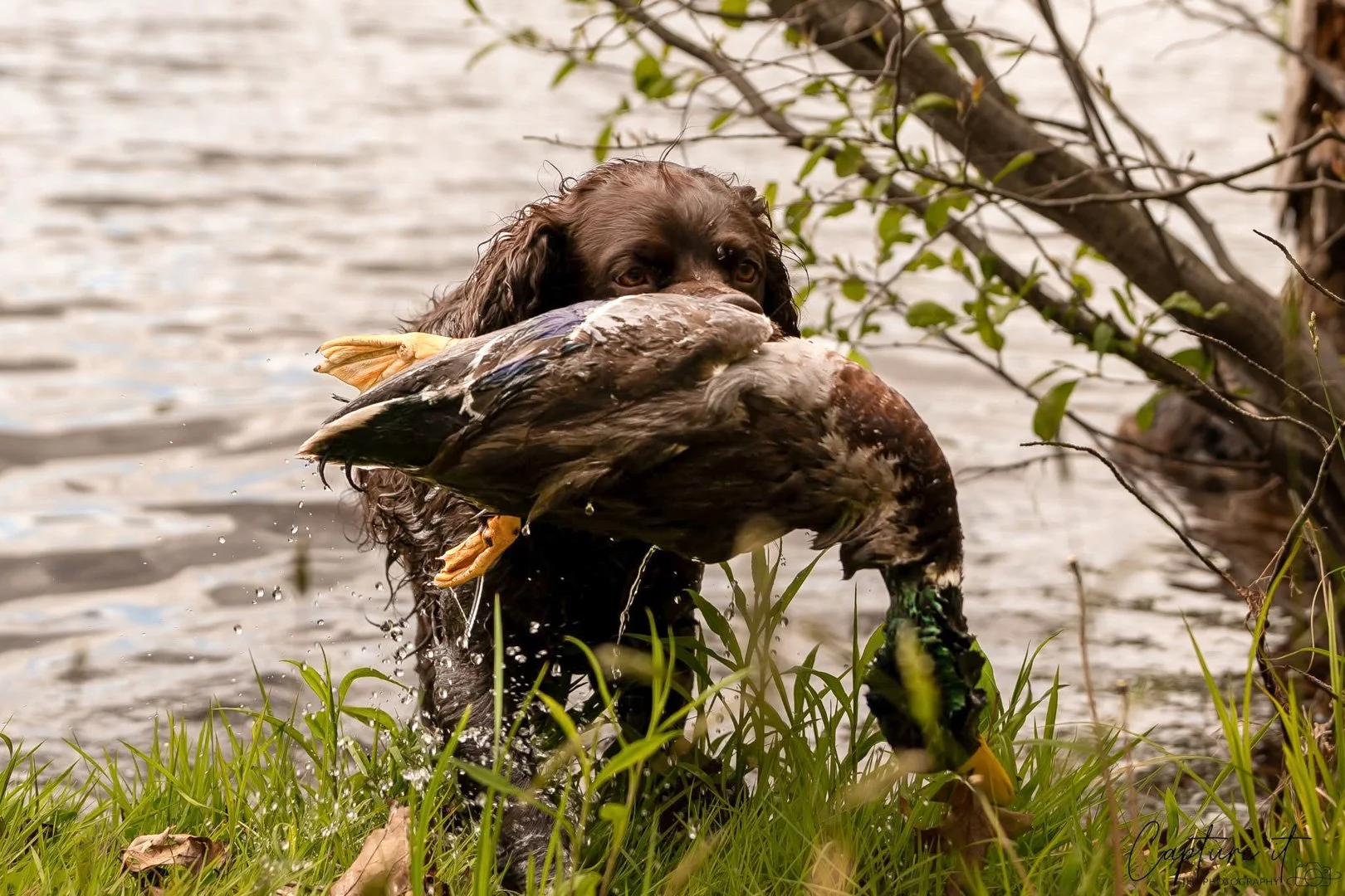 See mom - I can Duck Hunt! 
