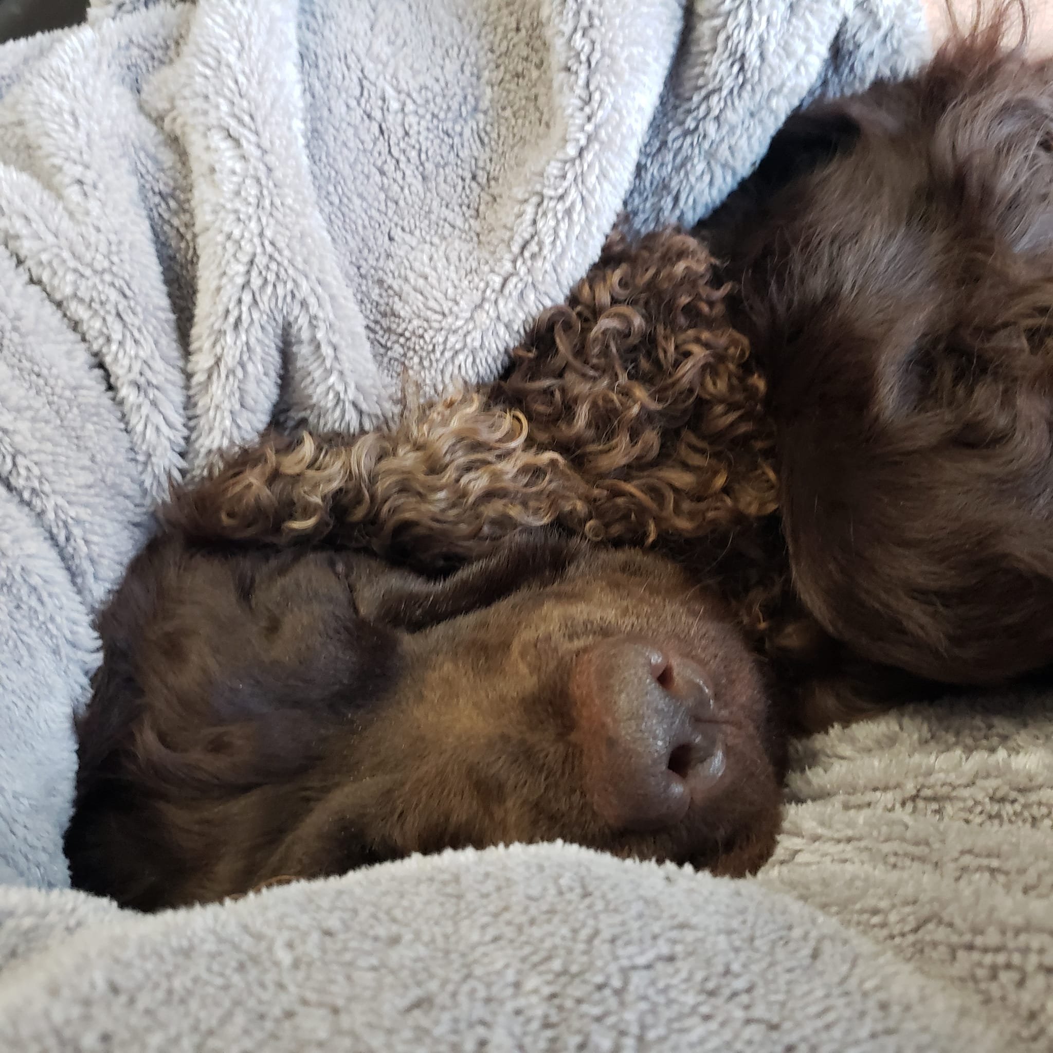 Sweet dreams 