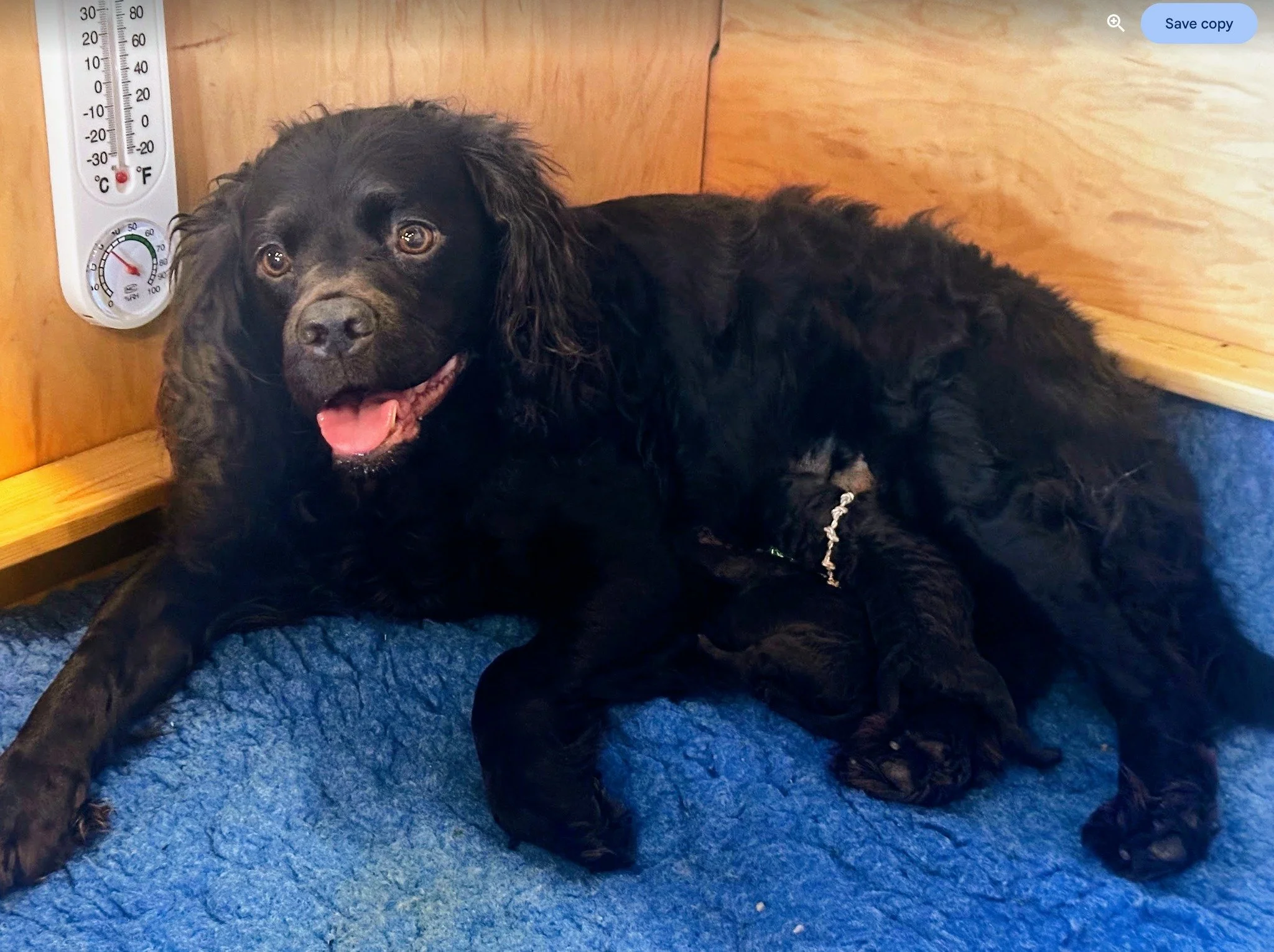 Maya’s  3rd Litter 