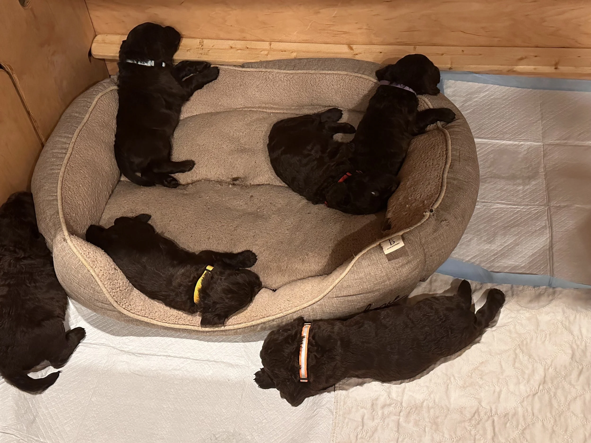 Maya’s 2nd Litter