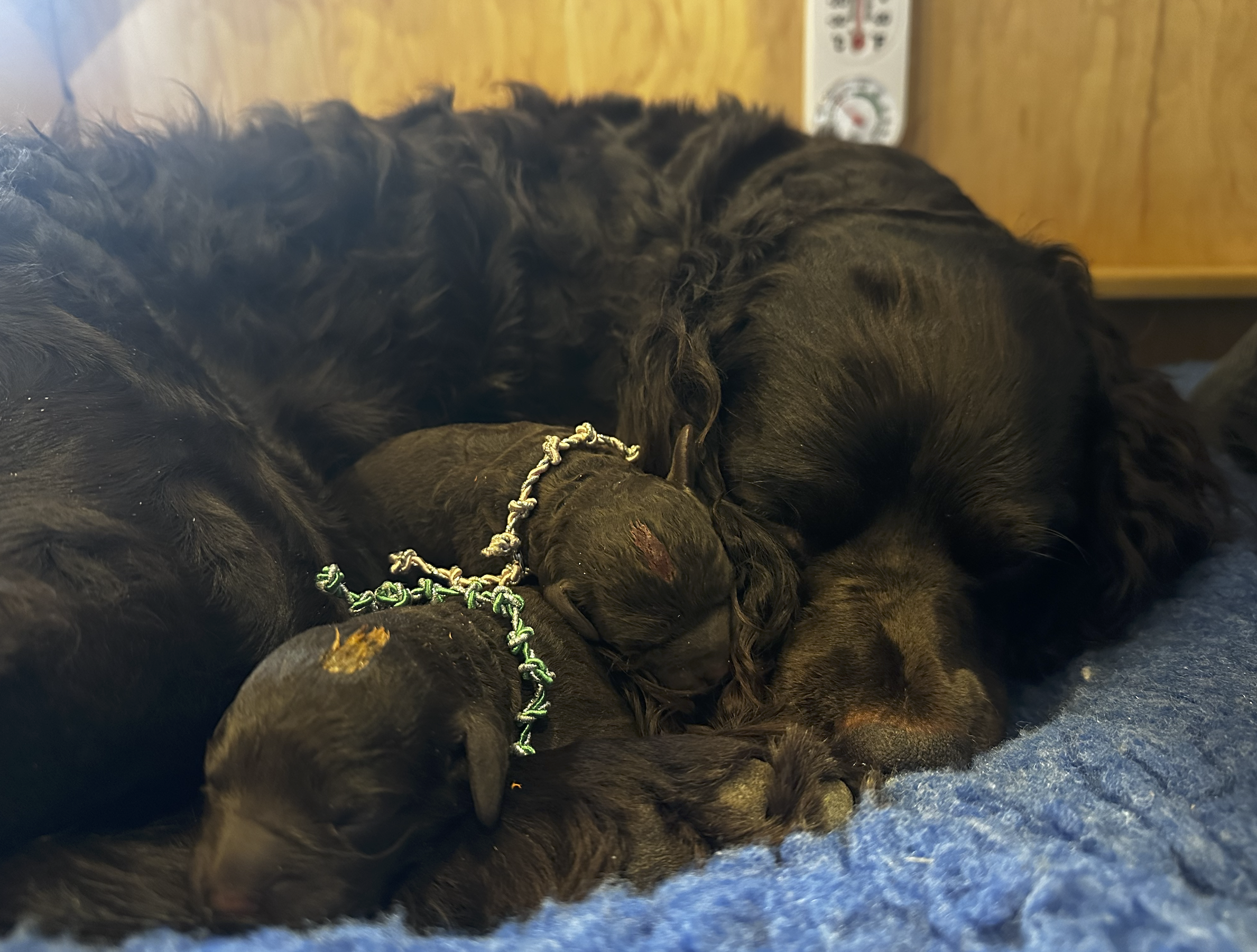 Screenshot 2026-03-08 at 11.49.42 AM.png