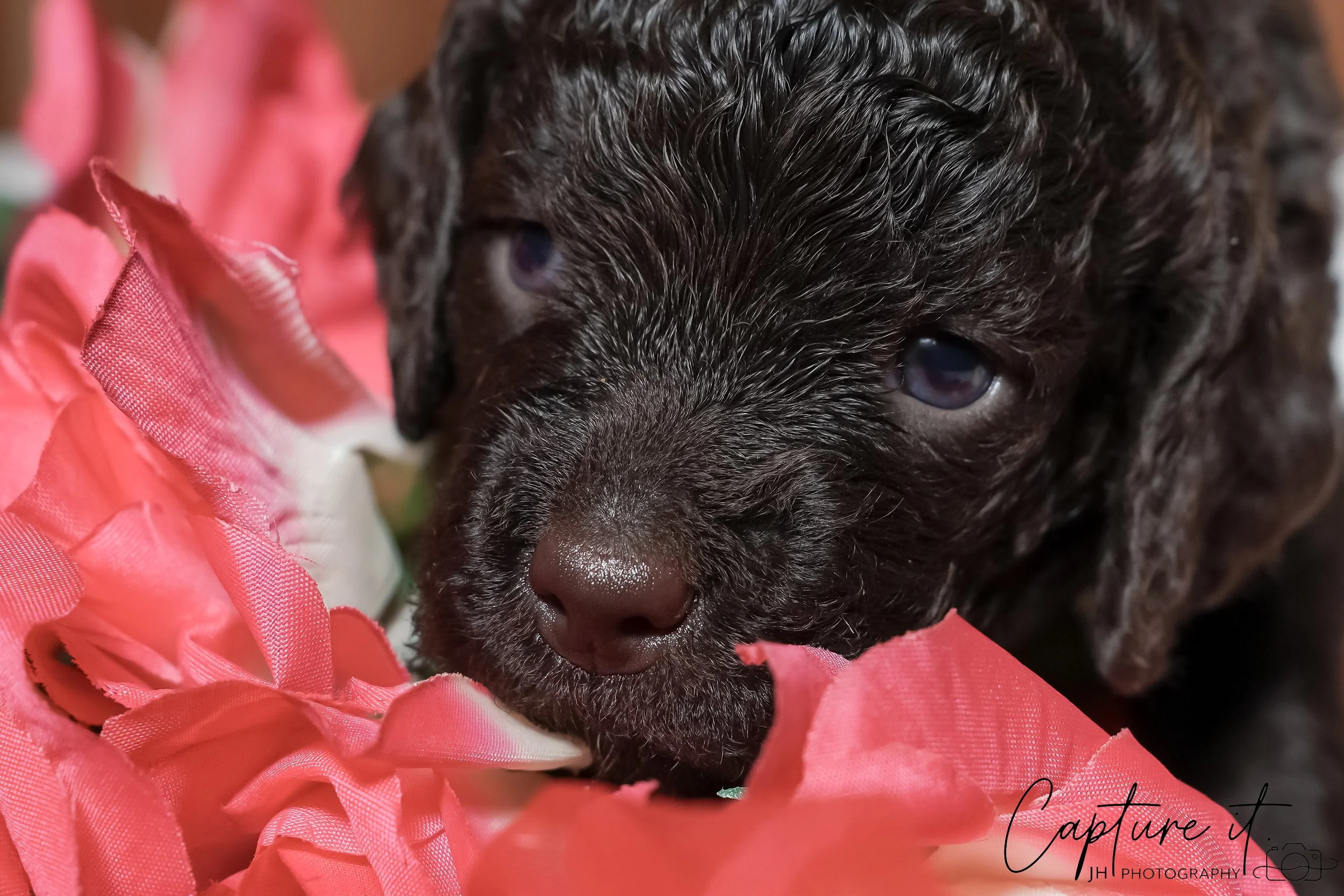 jsch0318zhchgvb -409-03 copy.jpg