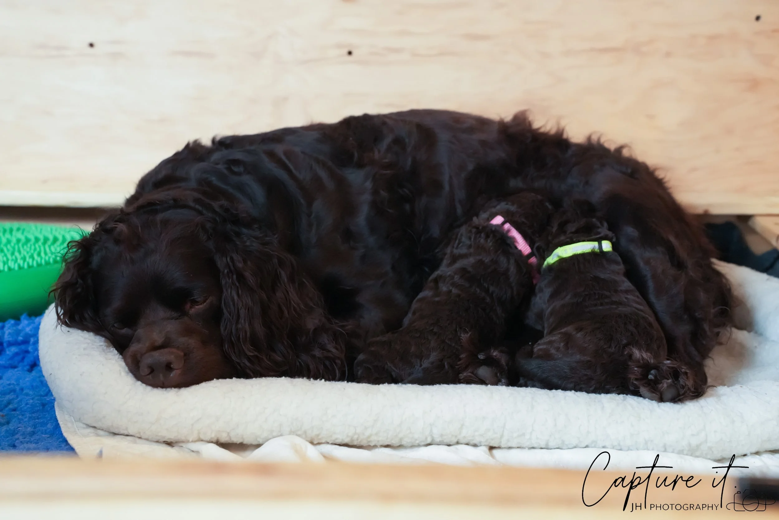 jsch0318zhchgvb -409-03.jpg