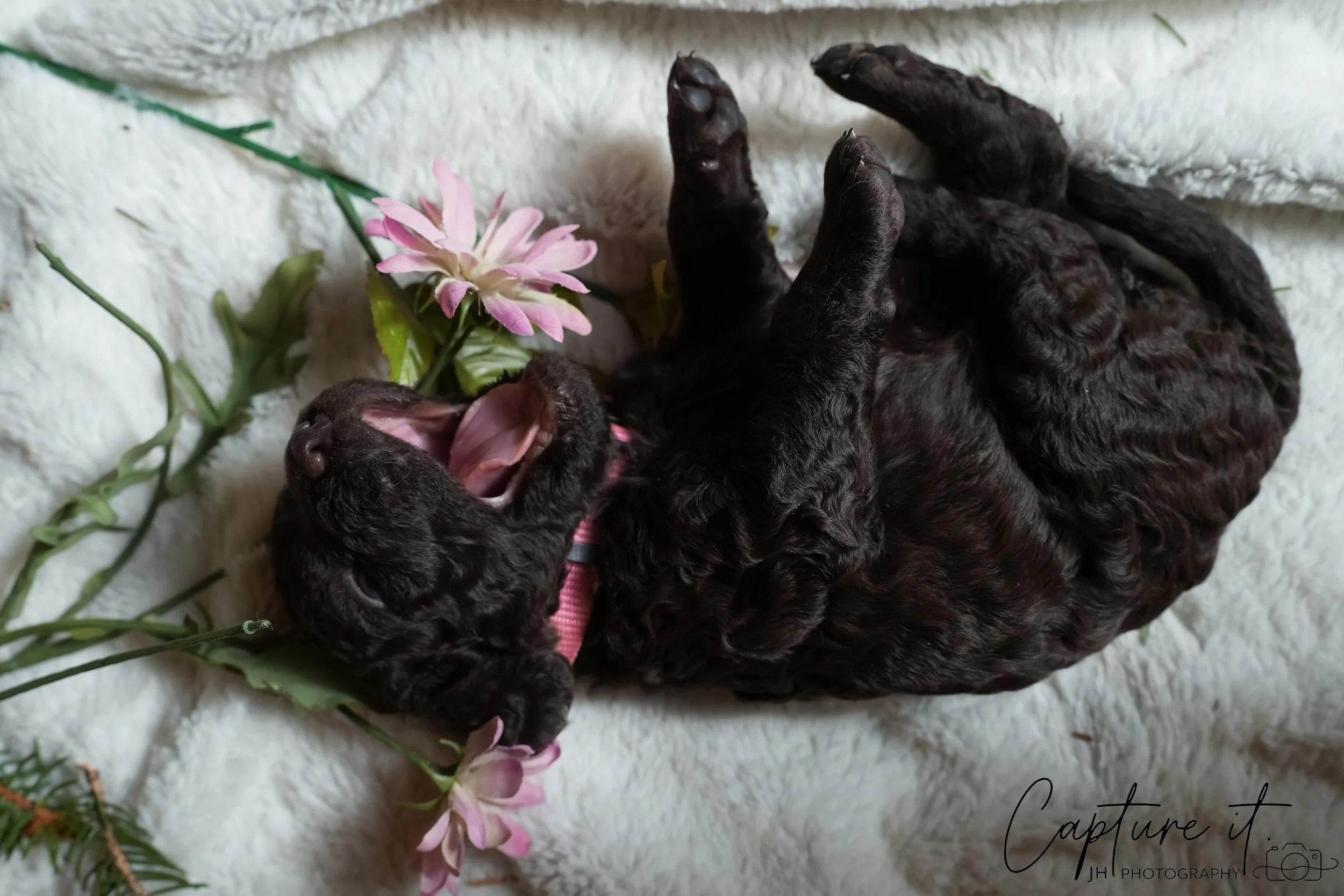 jsch0318zhchgvb -409-04 copy.jpg