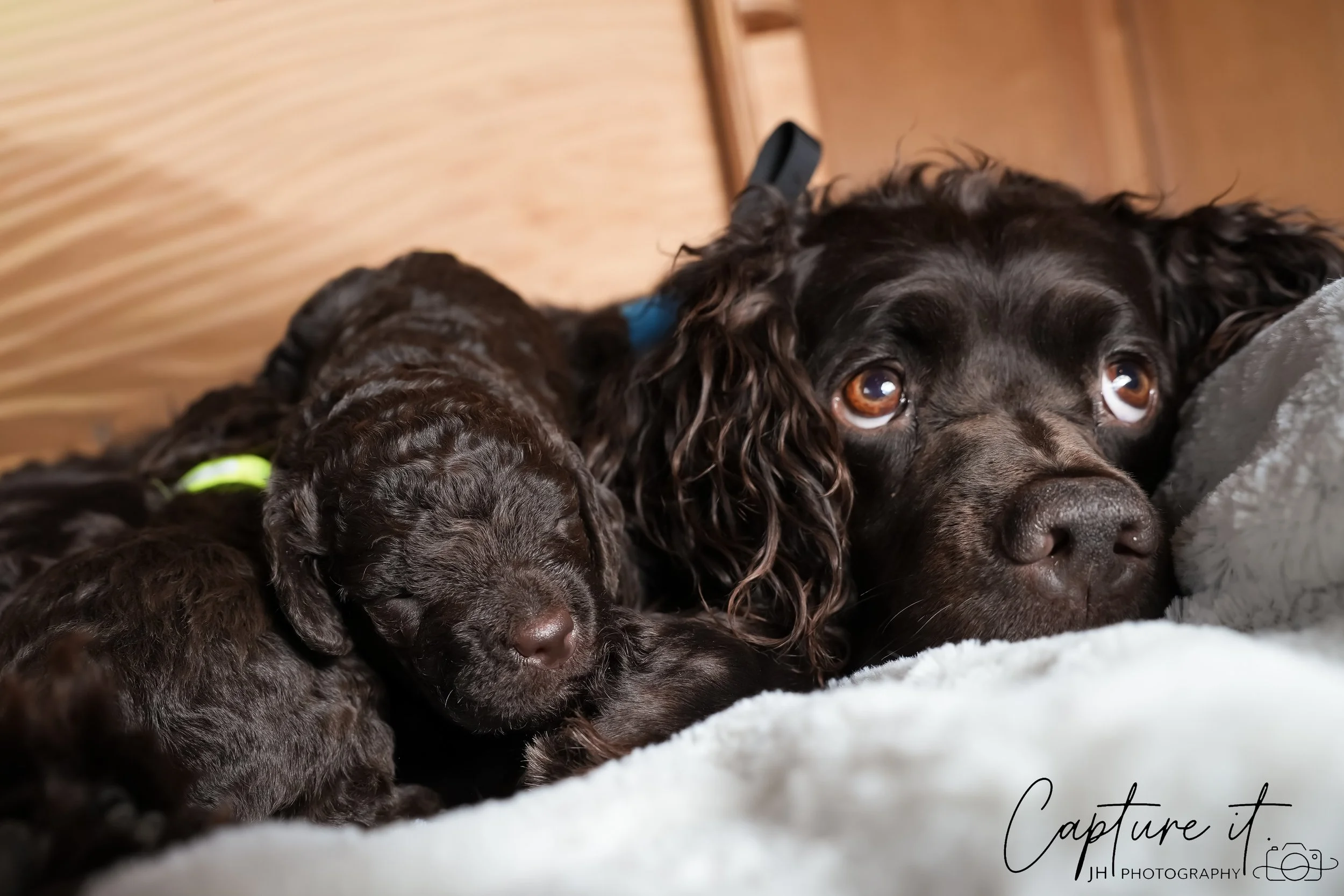 jsch0318zhchgvb -409-05-2.jpg