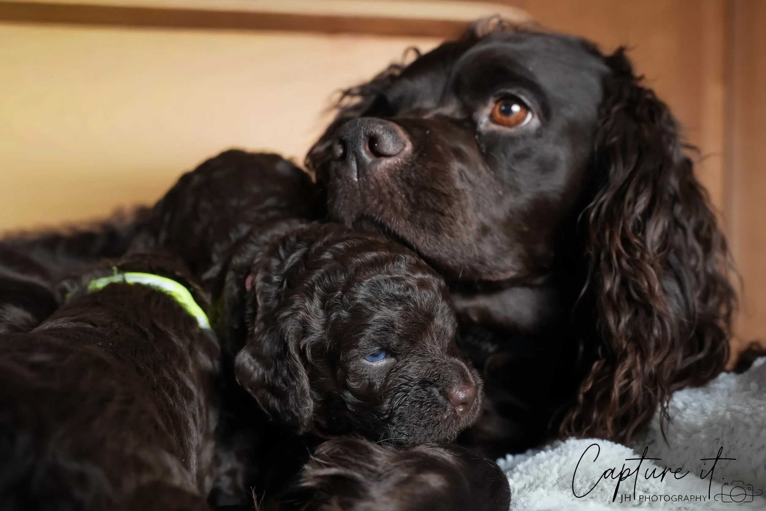 jsch0318zhchgvb -409-07 copy.jpg