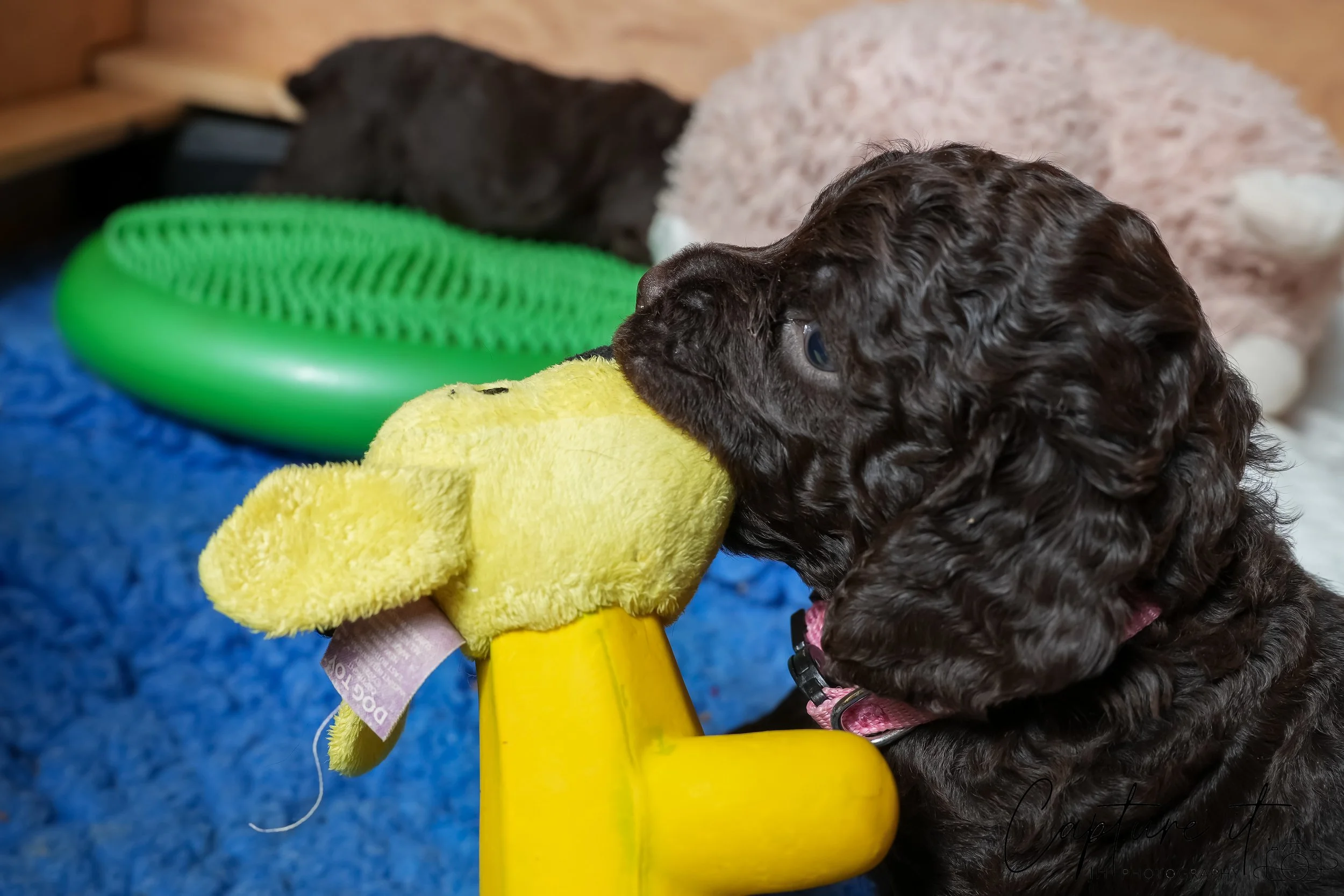 jsch0324czzjjvw - 412-24.jpg