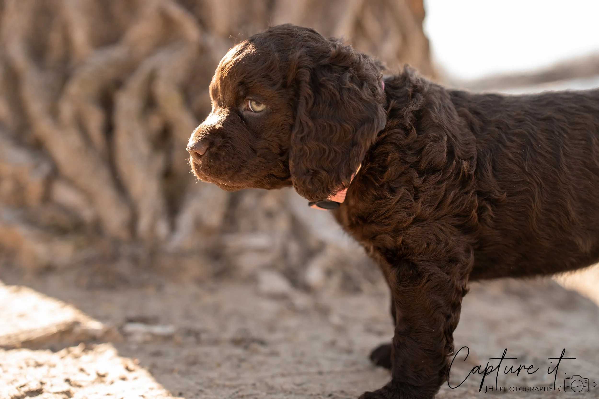 jsch0406nksvdcj - 404-16.jpg