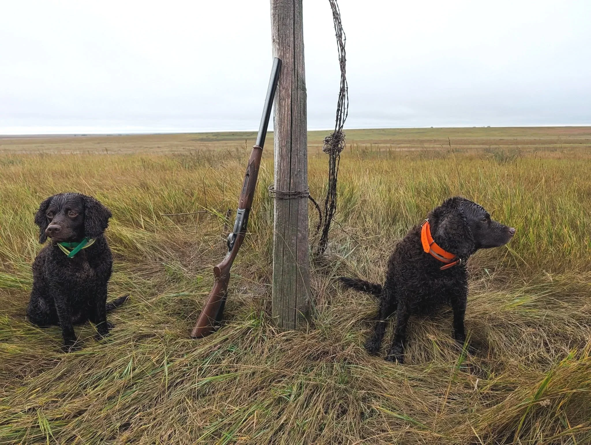 Hunting buddies 