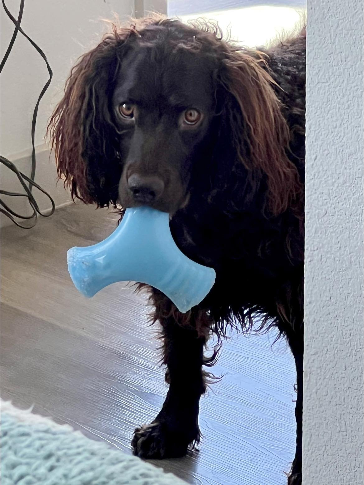 What did you say about my toy? 