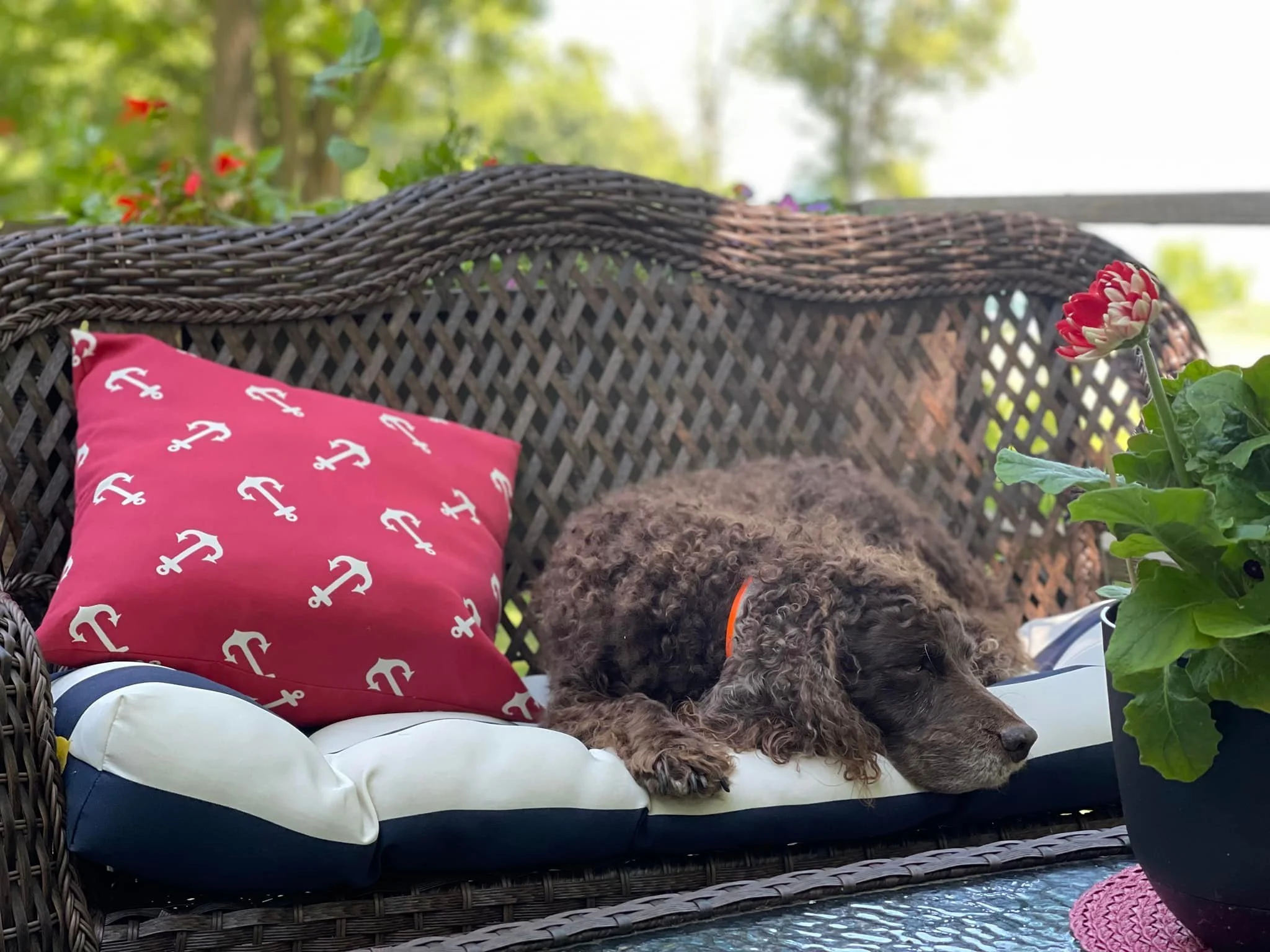 Lazy days - - - 